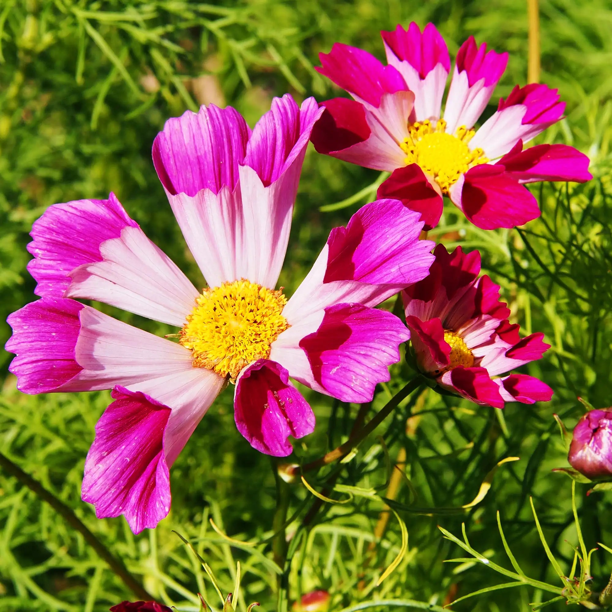 Cosmos 'Seashells Mix'