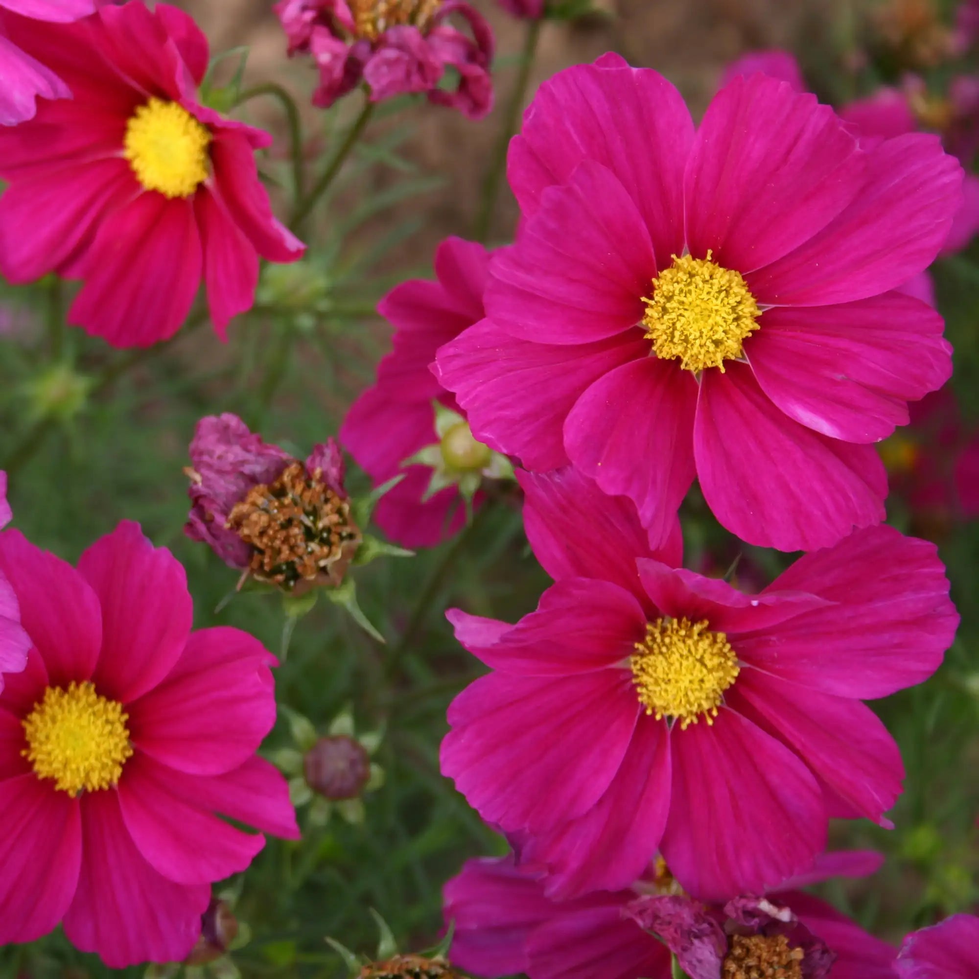 Cosmos 'Sonata™ Carmine'