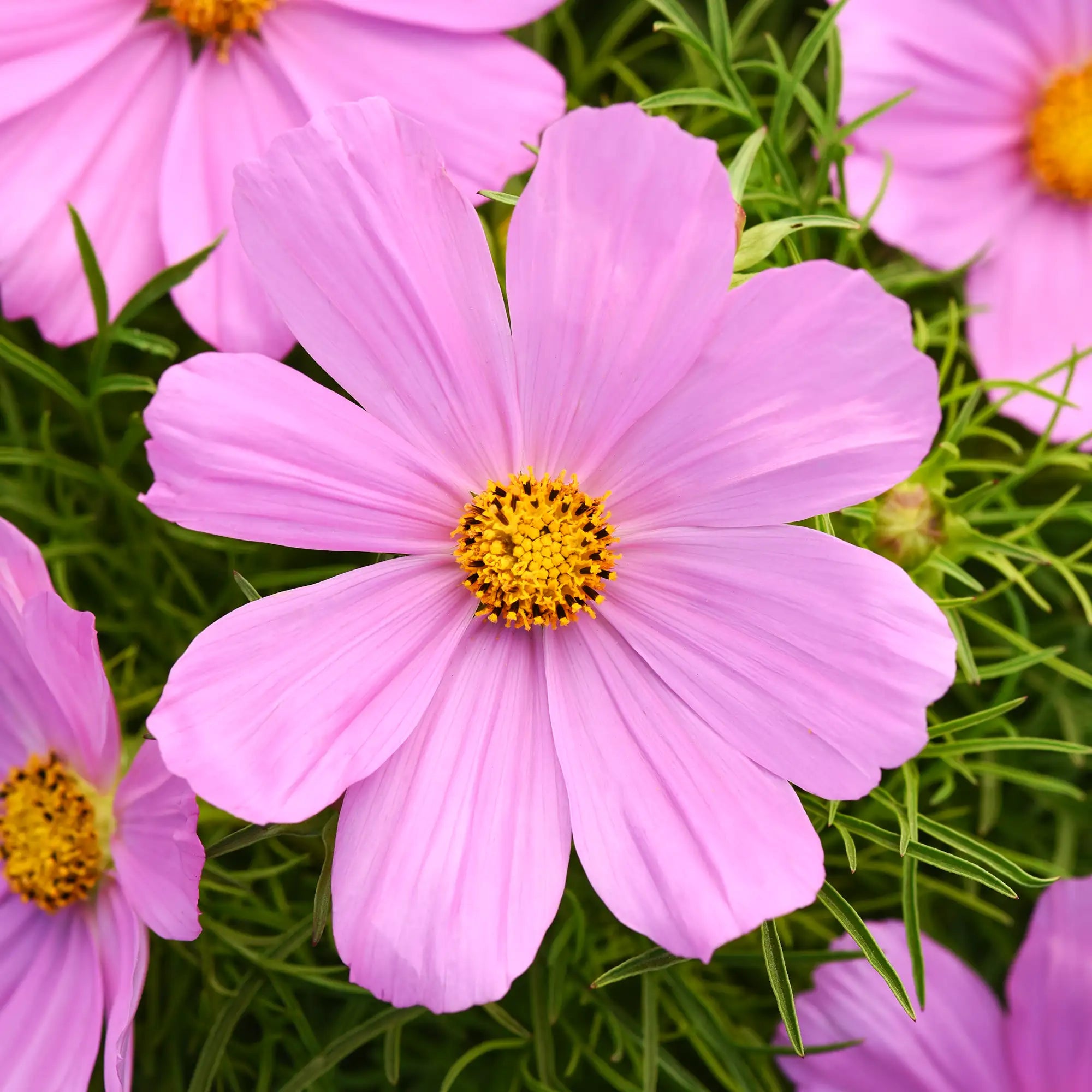 Cosmos 'Sonata™ Pink'