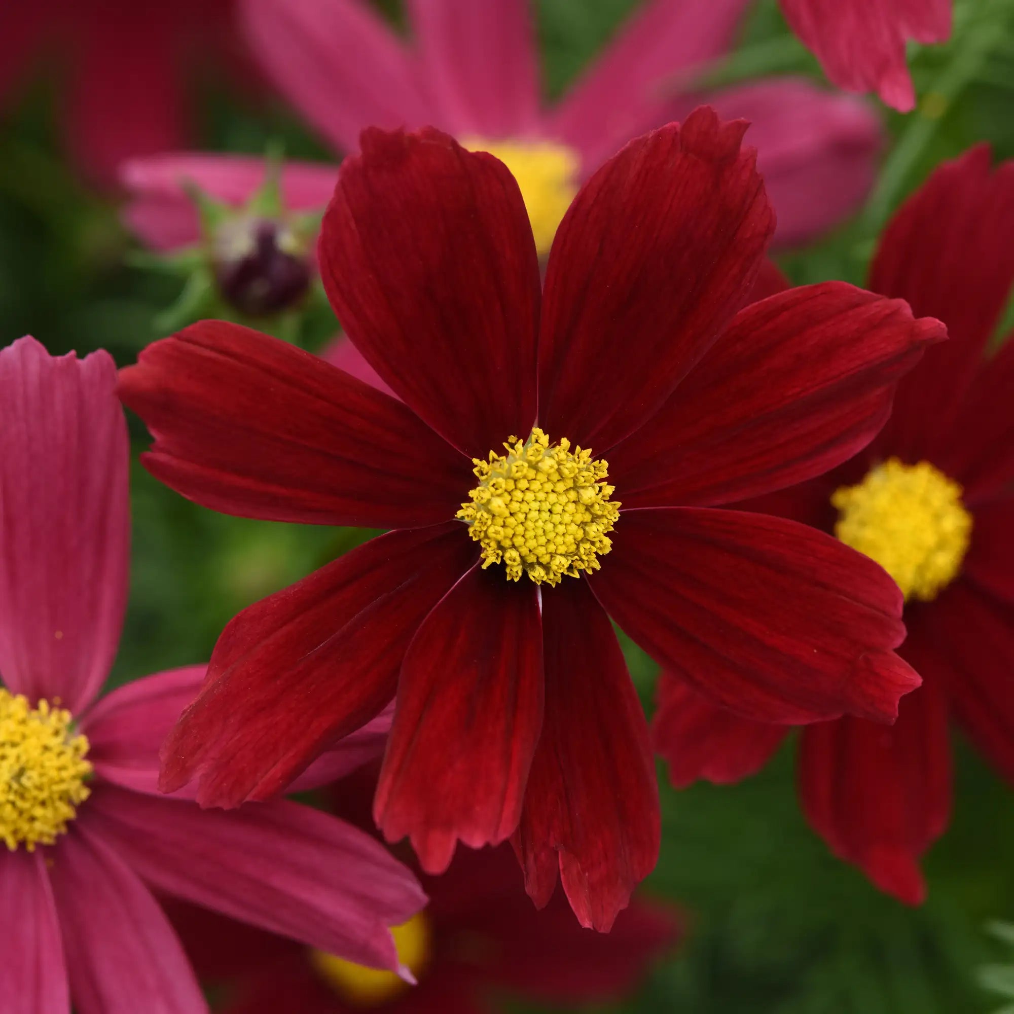 Cosmos 'Sonata™ Red Shades'