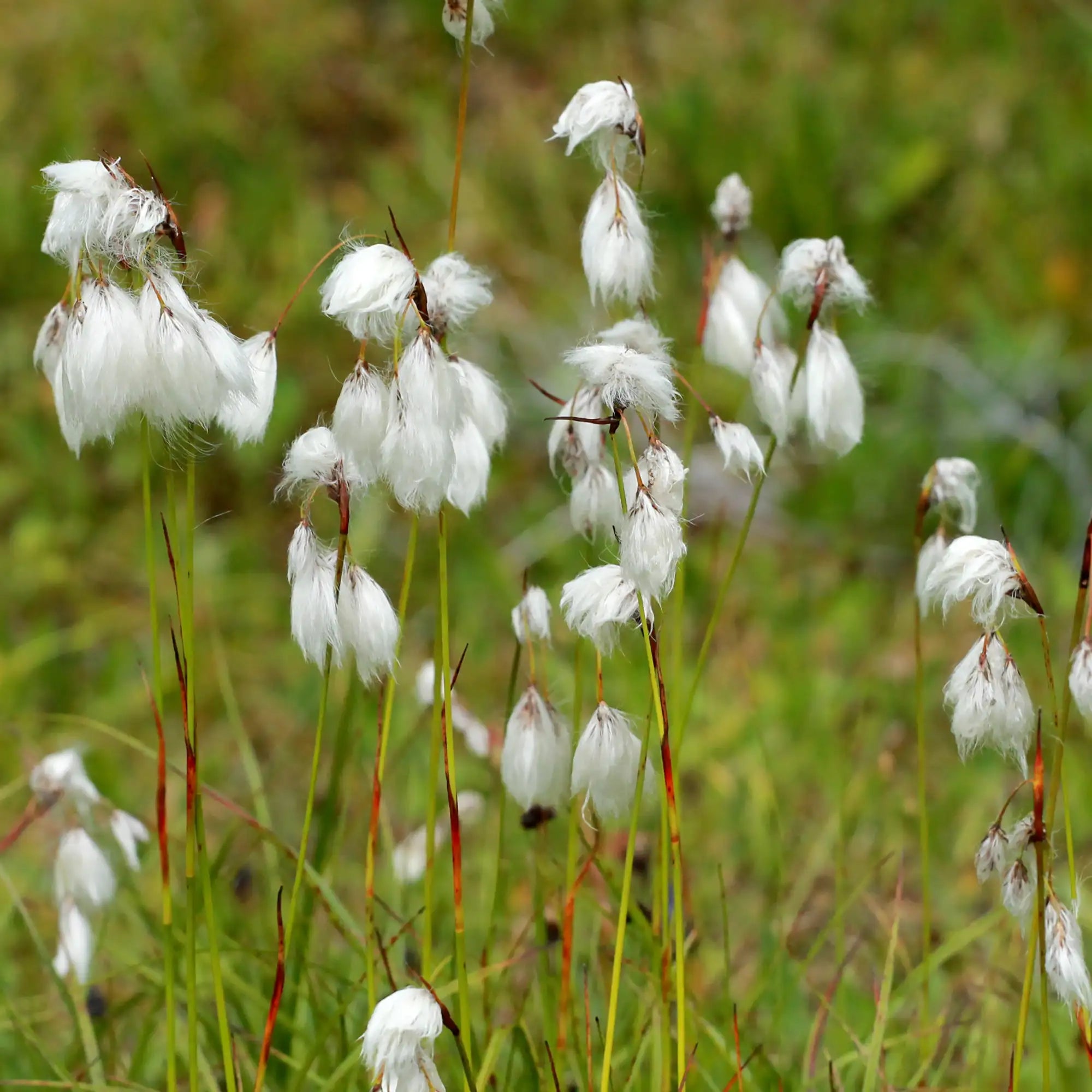 Cotton Grass showing its fluffy white seedheads
