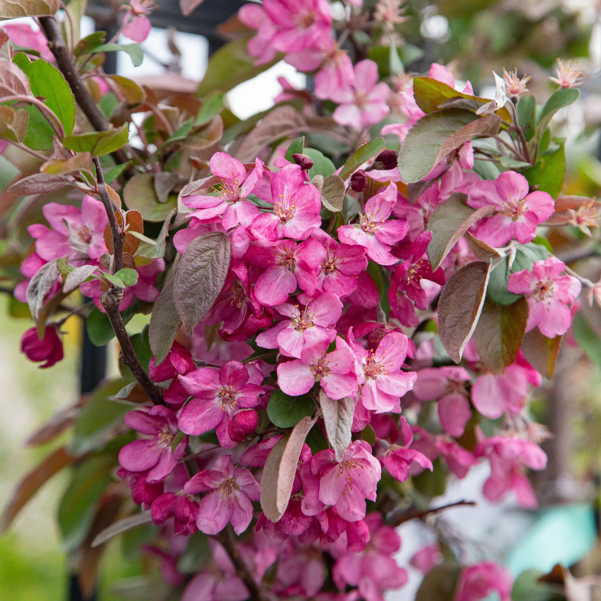 Crabapple 'Robinson'