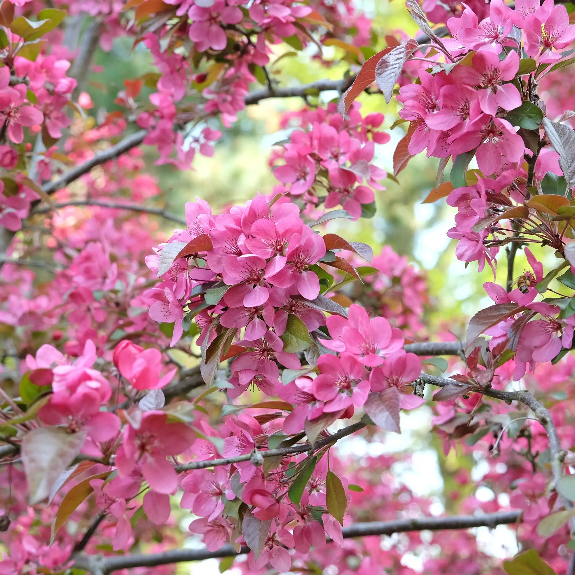 Crabapple 'Indian Magic'
