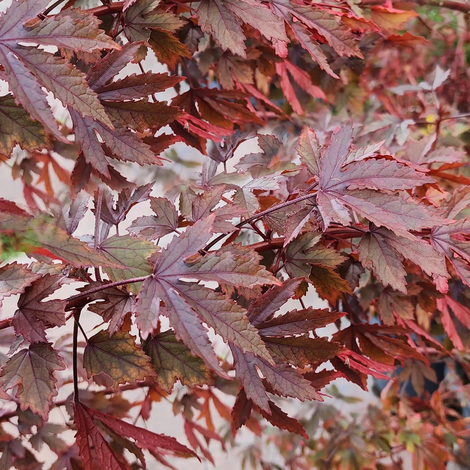 Cranberry Hibiscus showing dark burgundy foliage