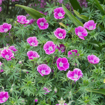 Light Pink Perennial Geranium with Dark Pink veining on flowers. 