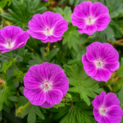 Close up of Pink Perennial Geranium with Dark Pink veining on flowers.