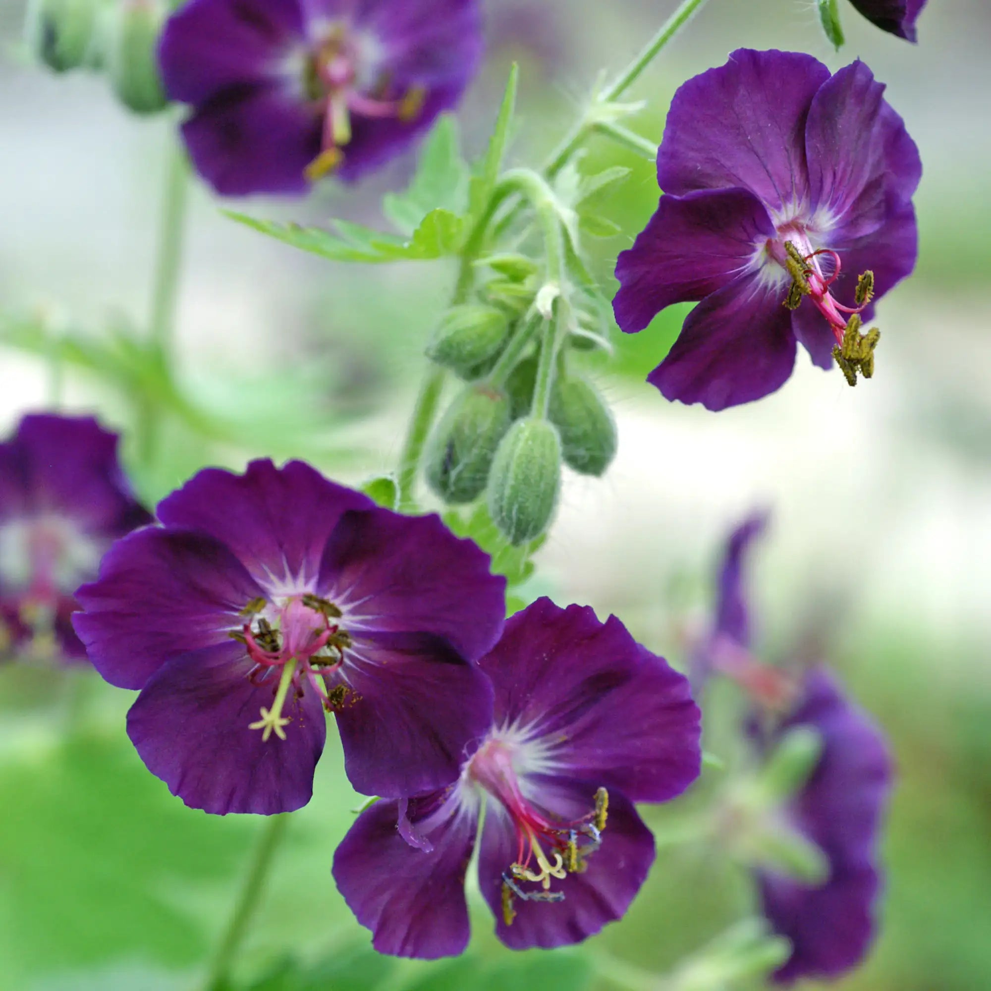 Close-up of Dark Purple Perennial Geranium flowers.
