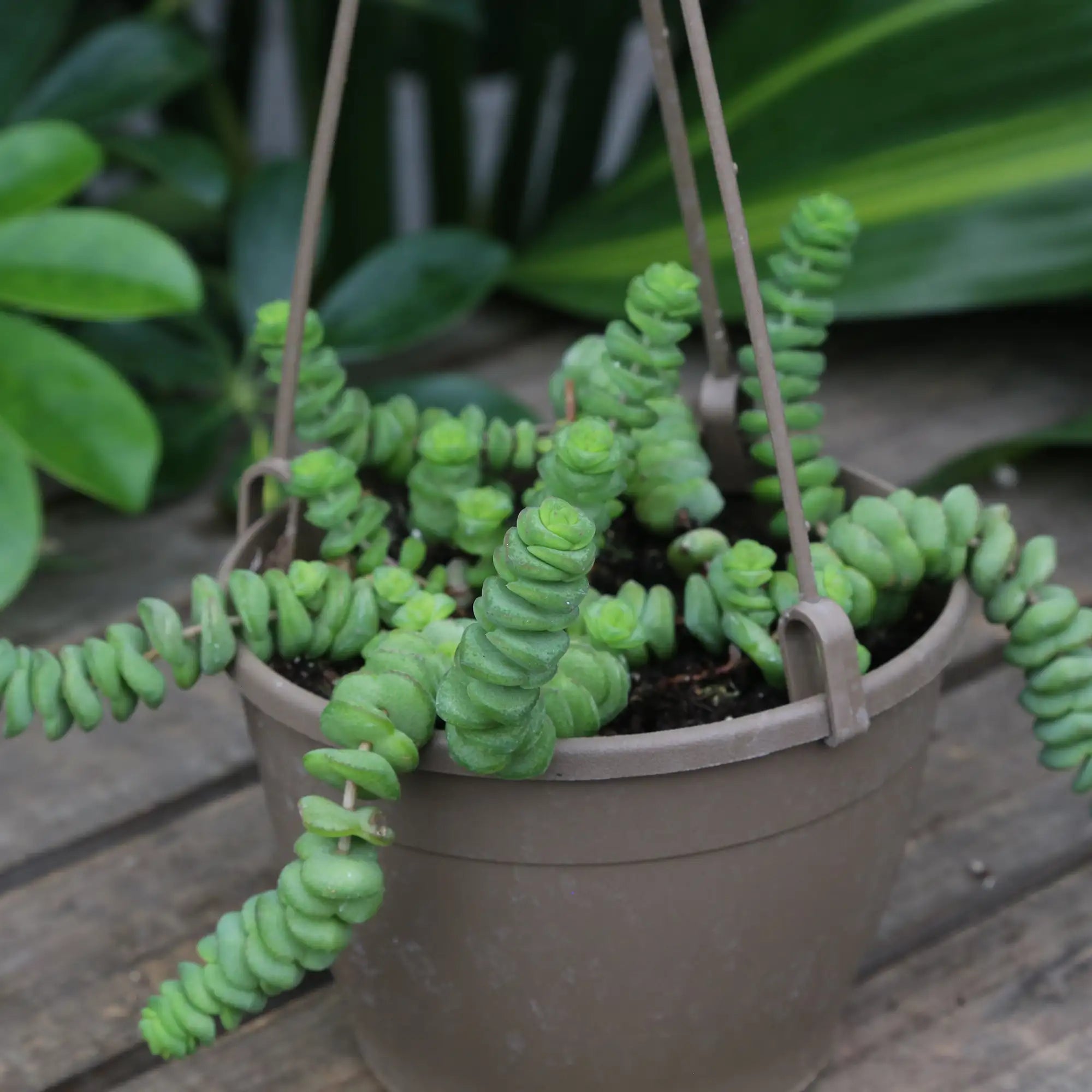 Jade Necklace