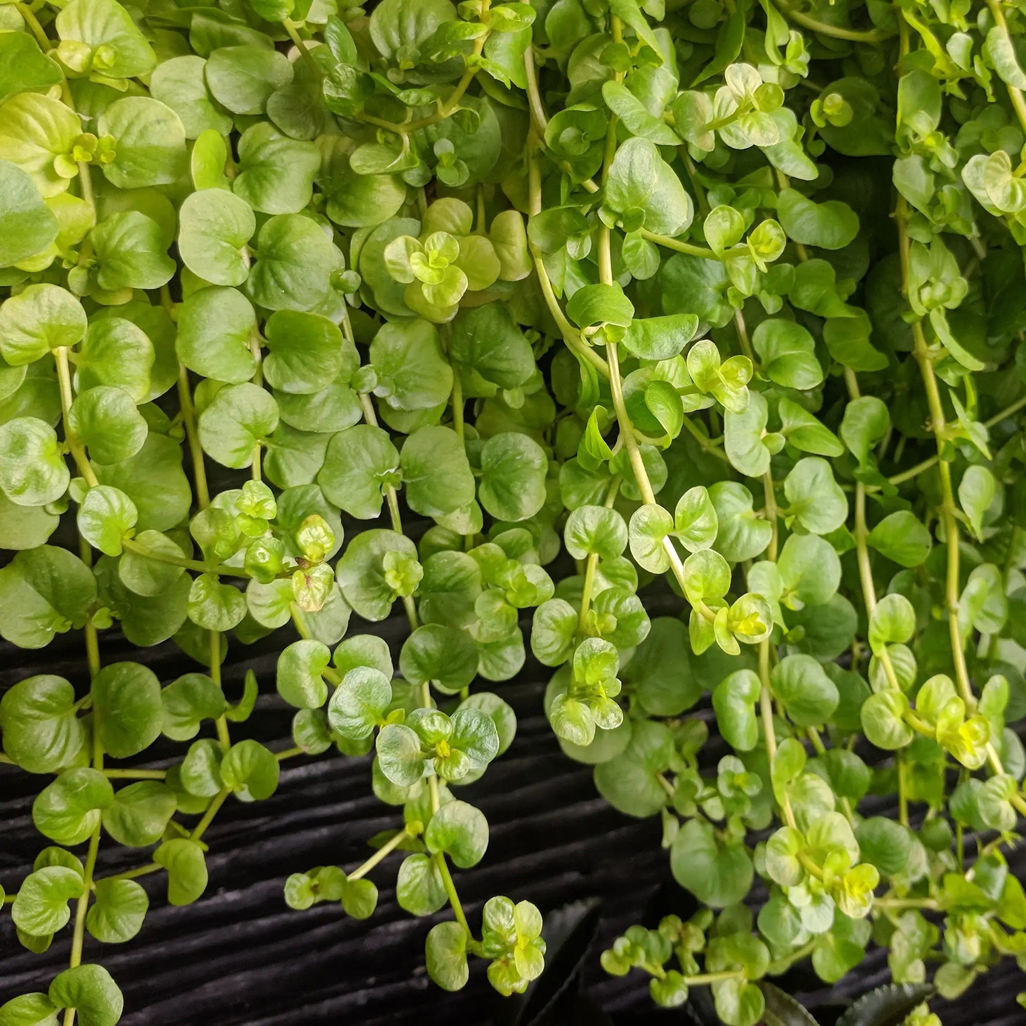 Creeping Jenny 'Aurea'