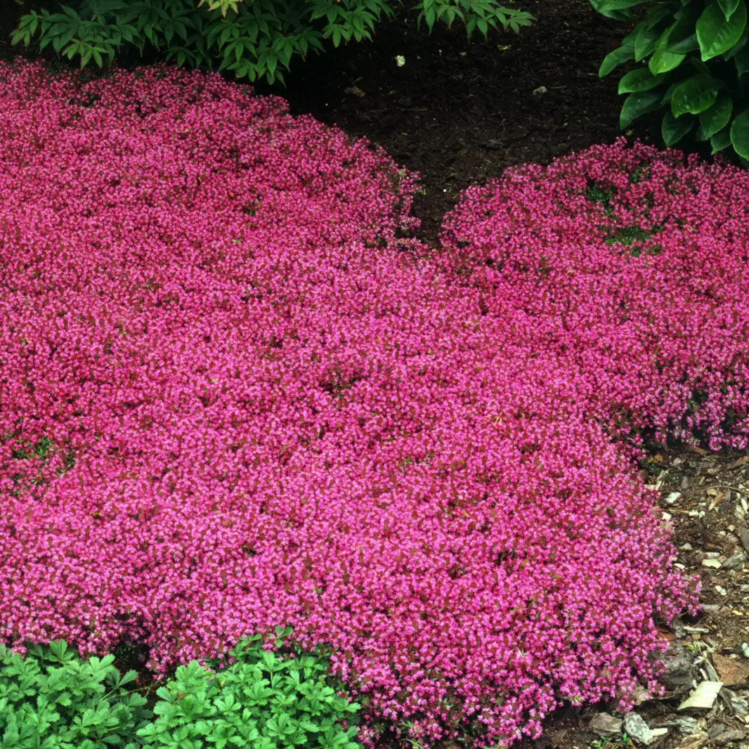 Creeping Thyme 'Coccineus'