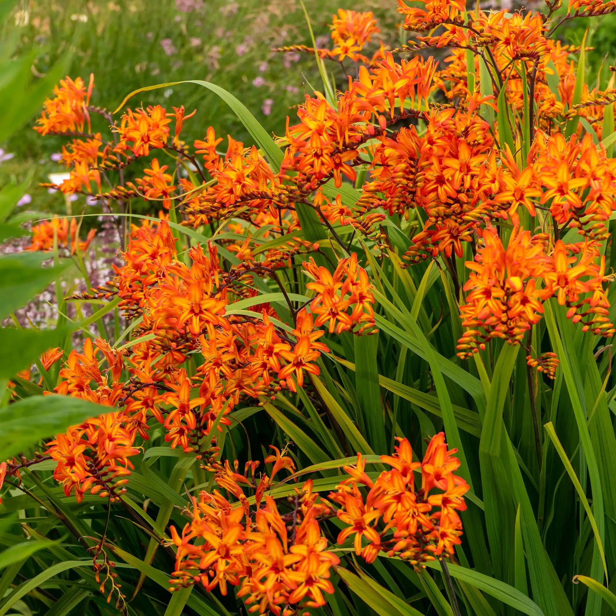Vibrant Orange Crocosmia in a garden. 