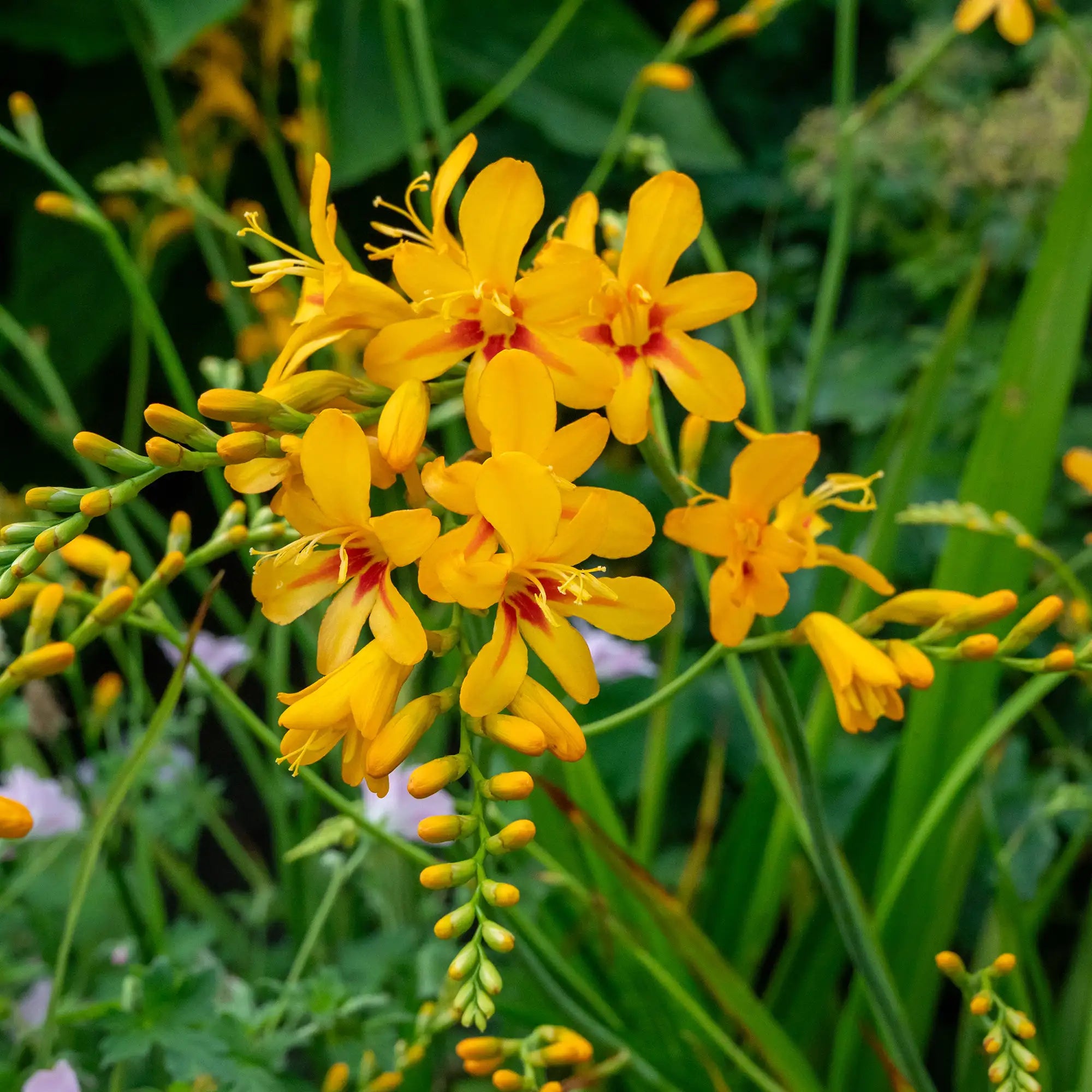 Dark Yellow Crocosmia with a Red center in a garden. 