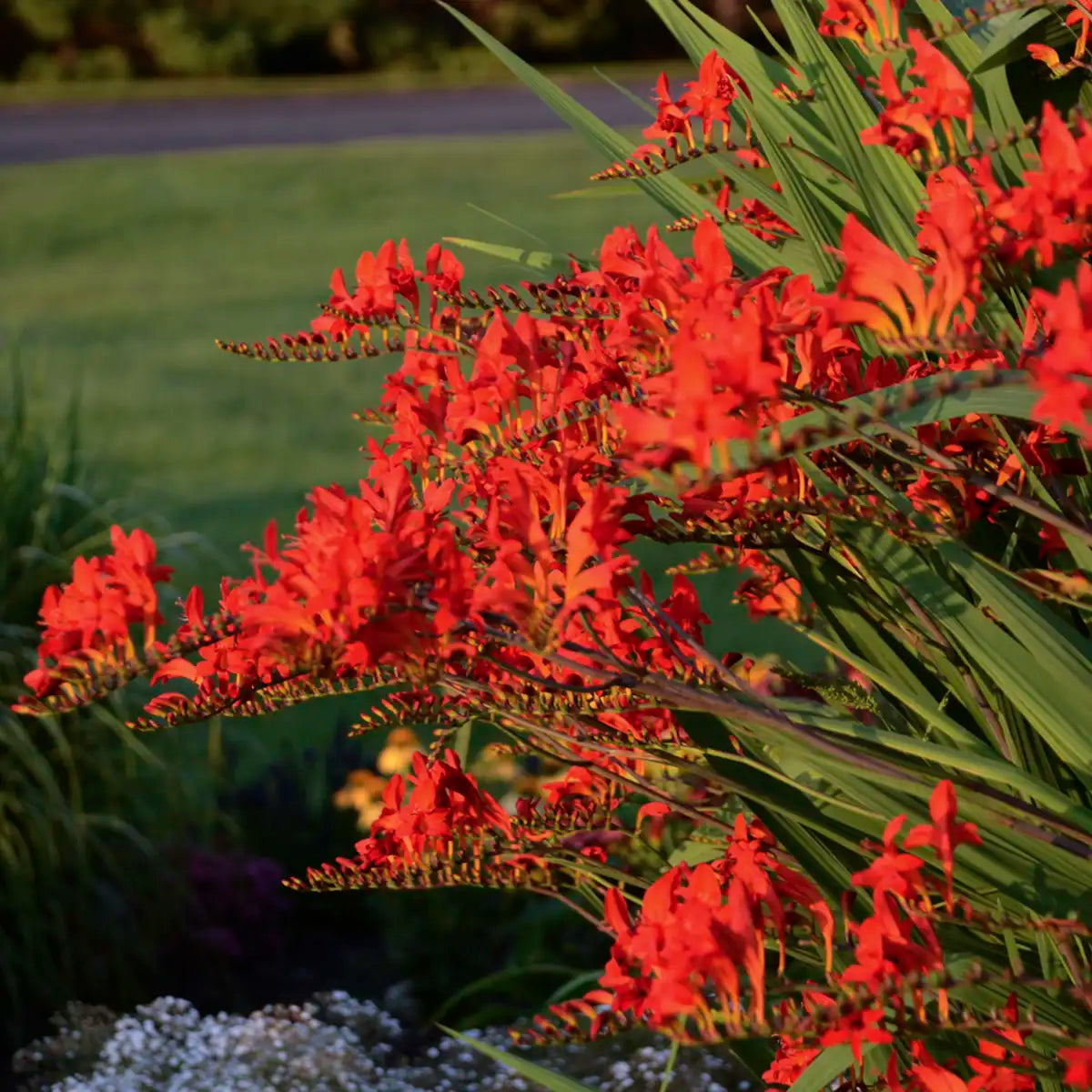 Crocosmia 'Lucifer'