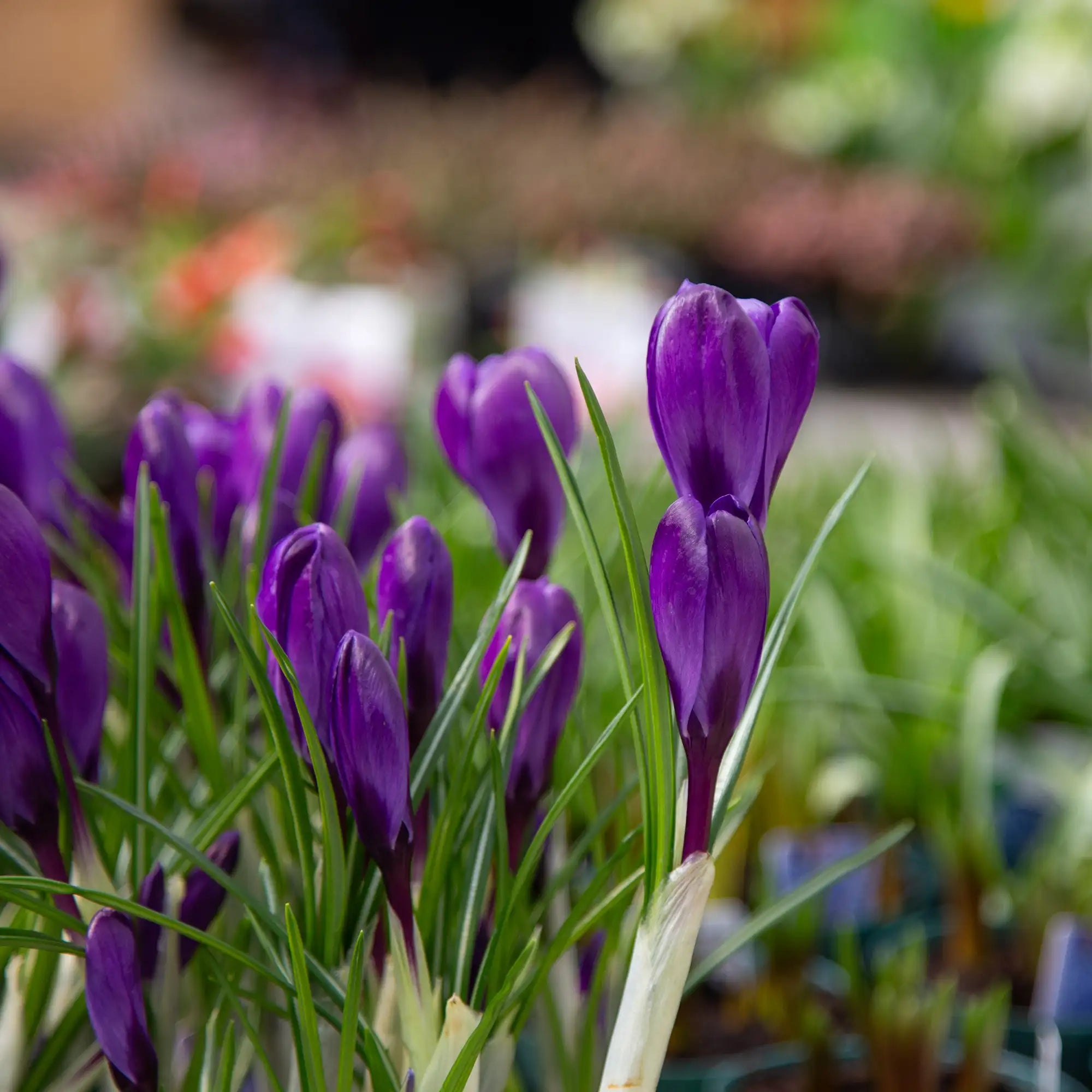 Crocus
