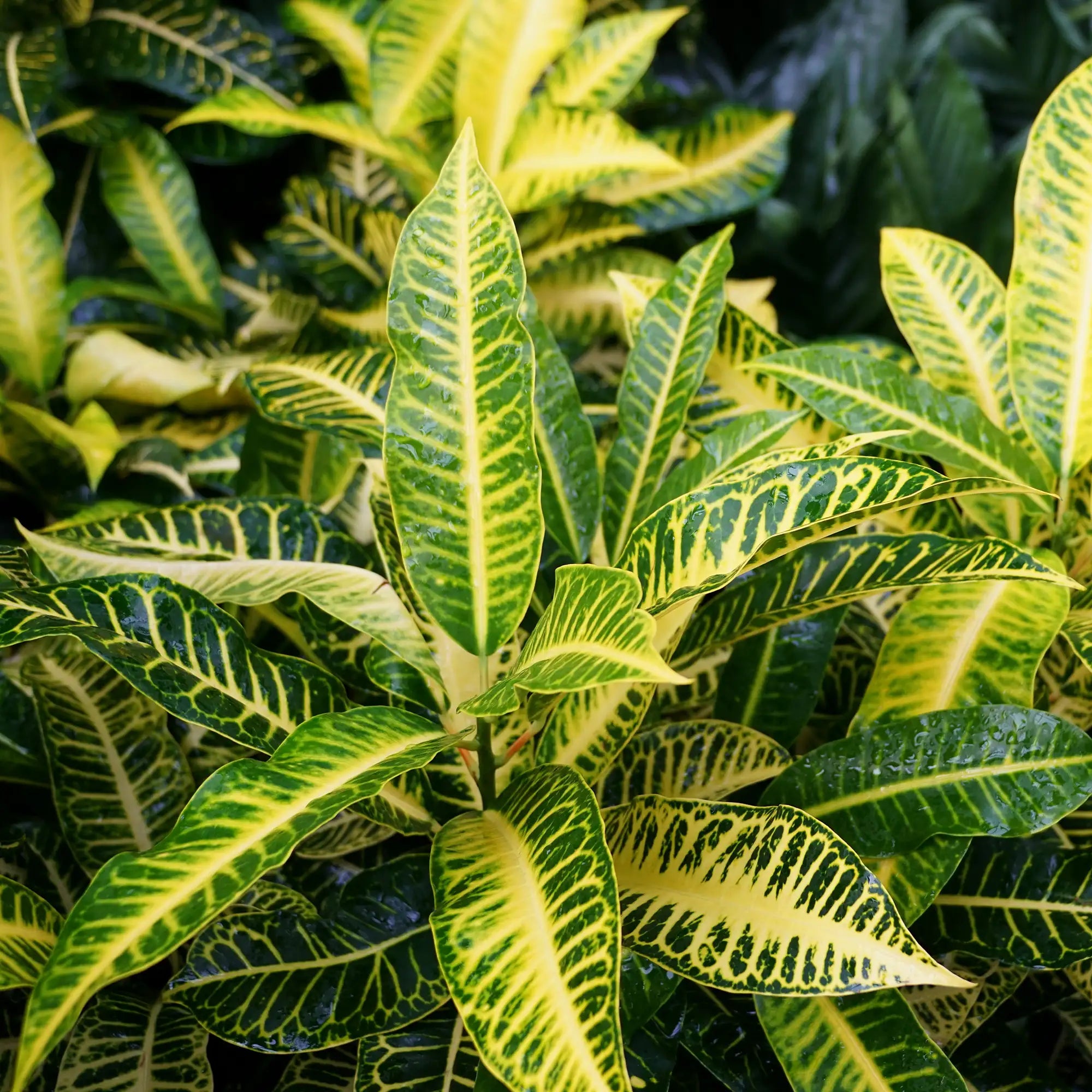 Croton 'Harvest Moon'
