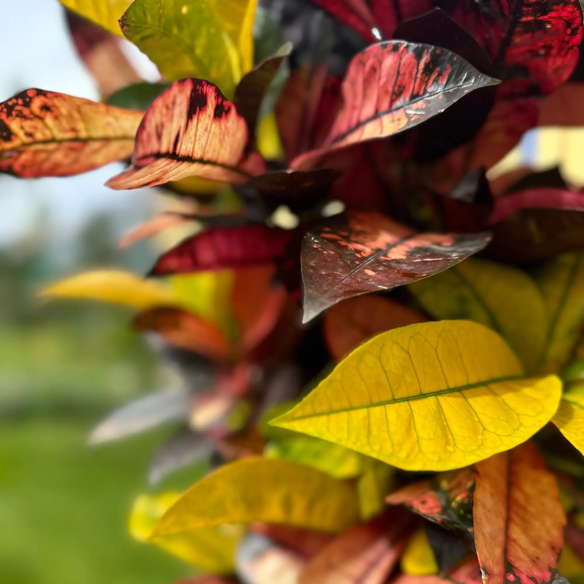 Croton 'Icetone'