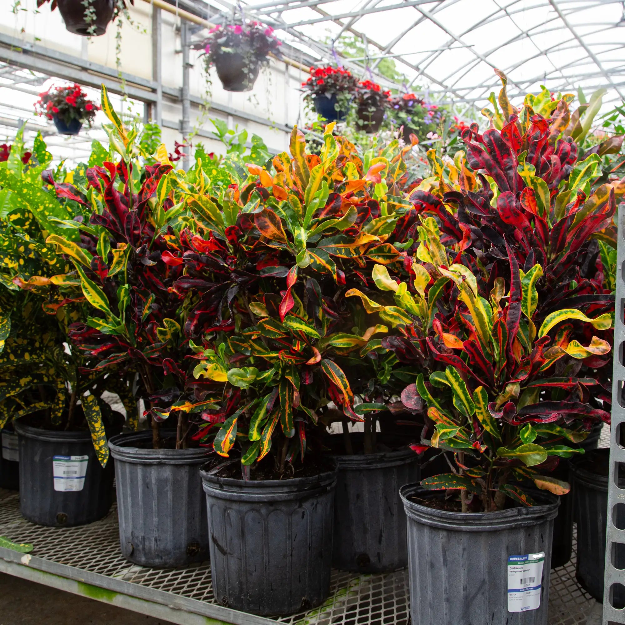 Croton 'Mammy'