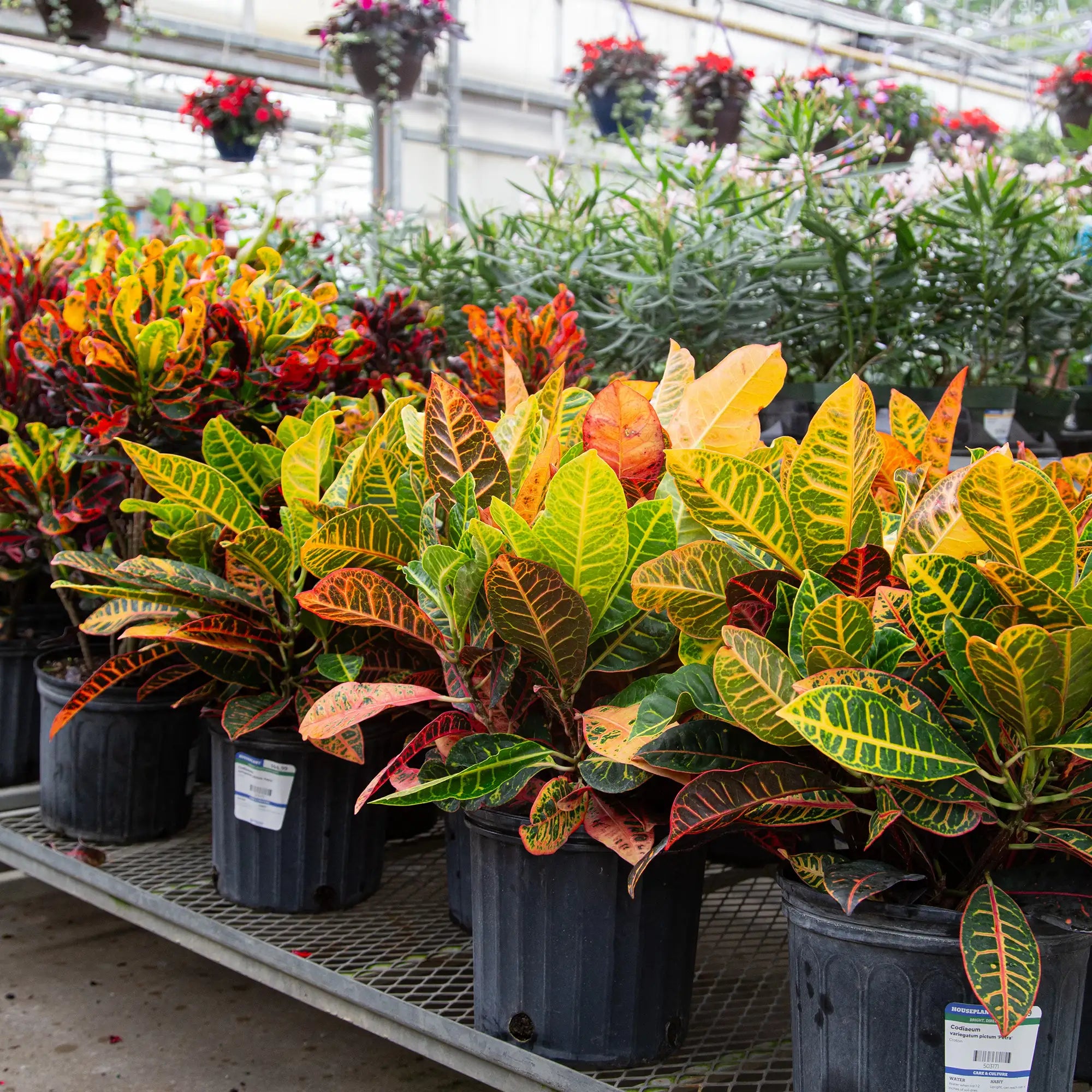 Croton 'Petra'