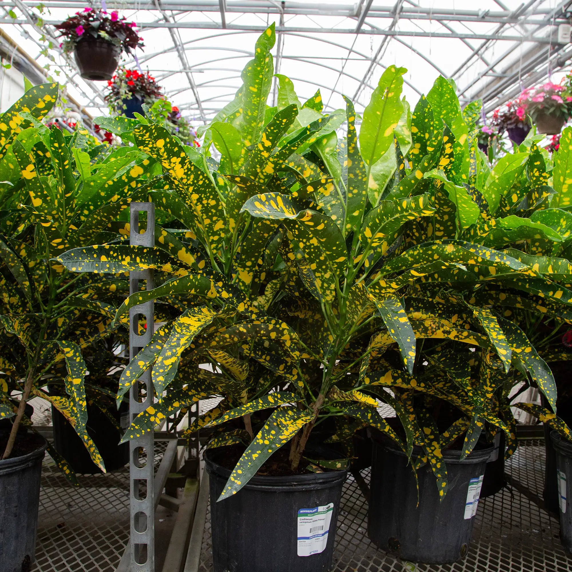 Croton 'Sloppy Painter'