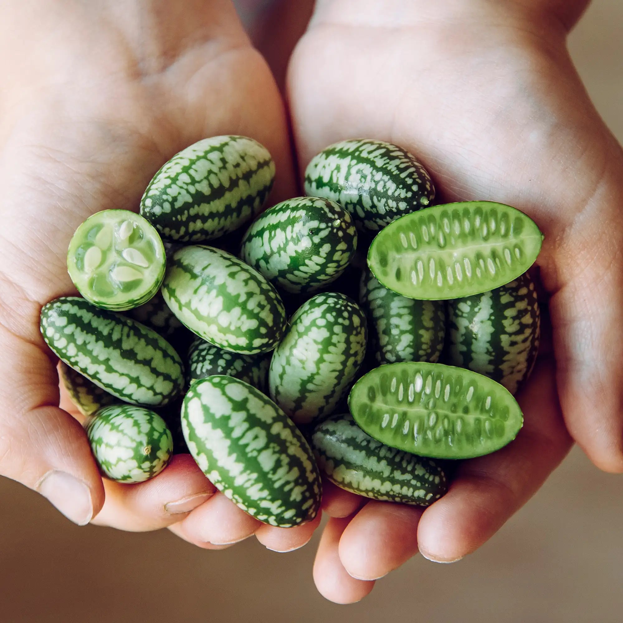 Cucamelon/Mexican Sour Gherkin