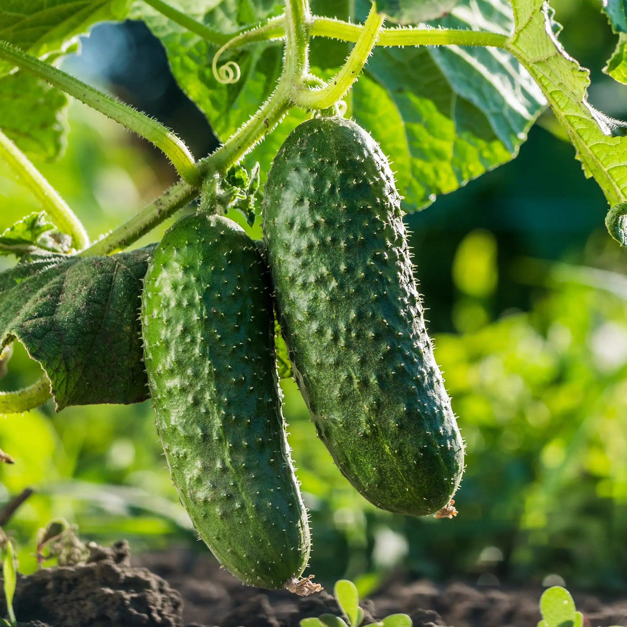 Cucumber 'GherKing'