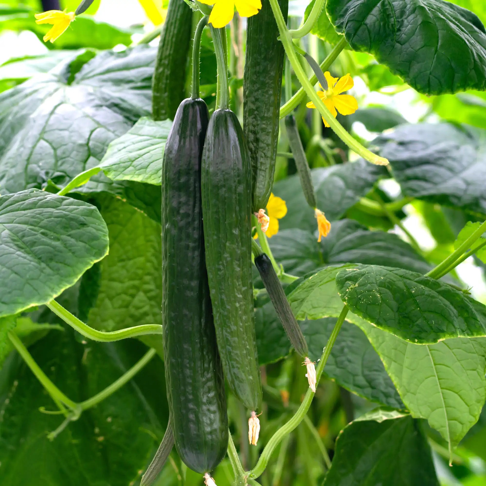 Cucumber 'Telegraph Improved'