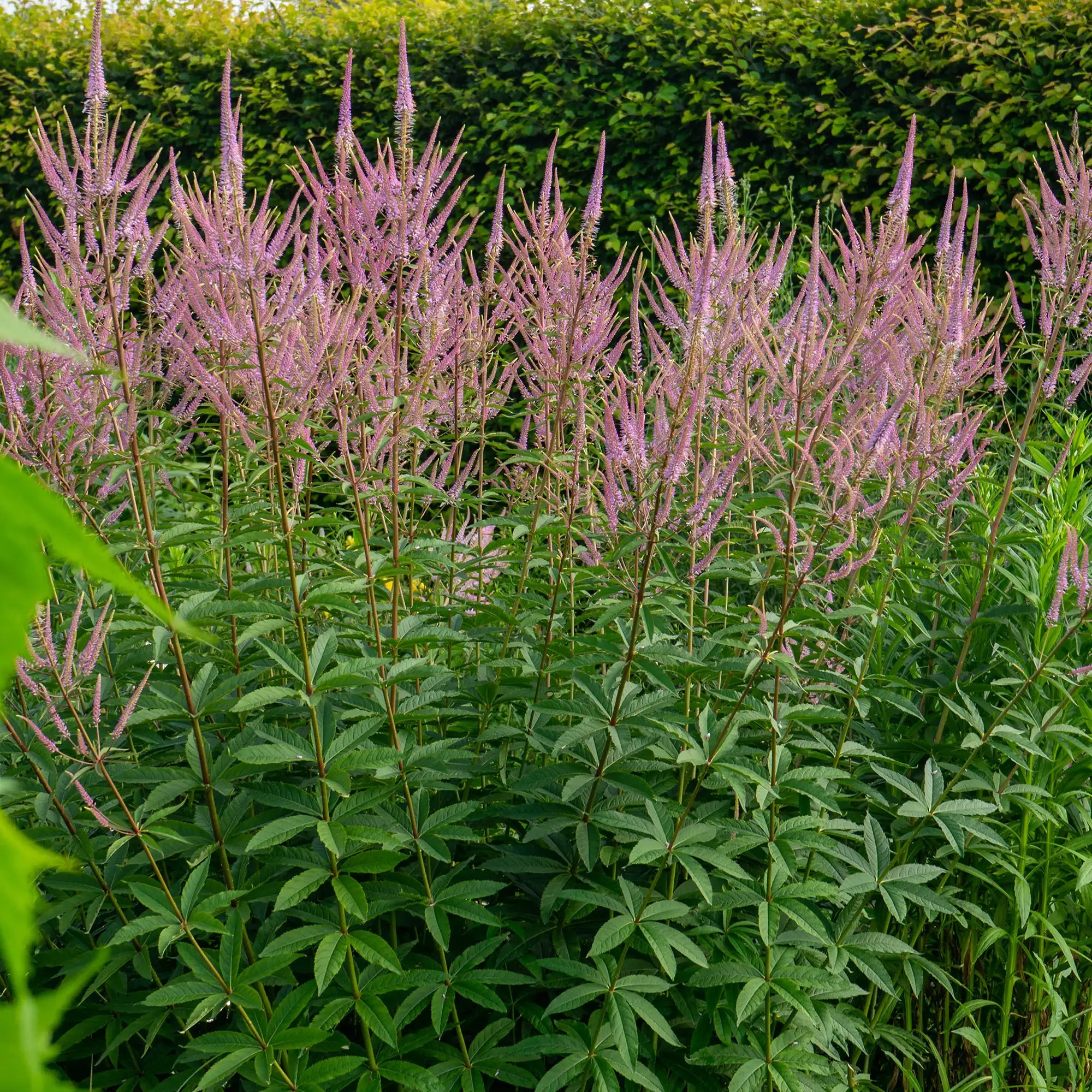 Light Pink Culver's Root in a garden.