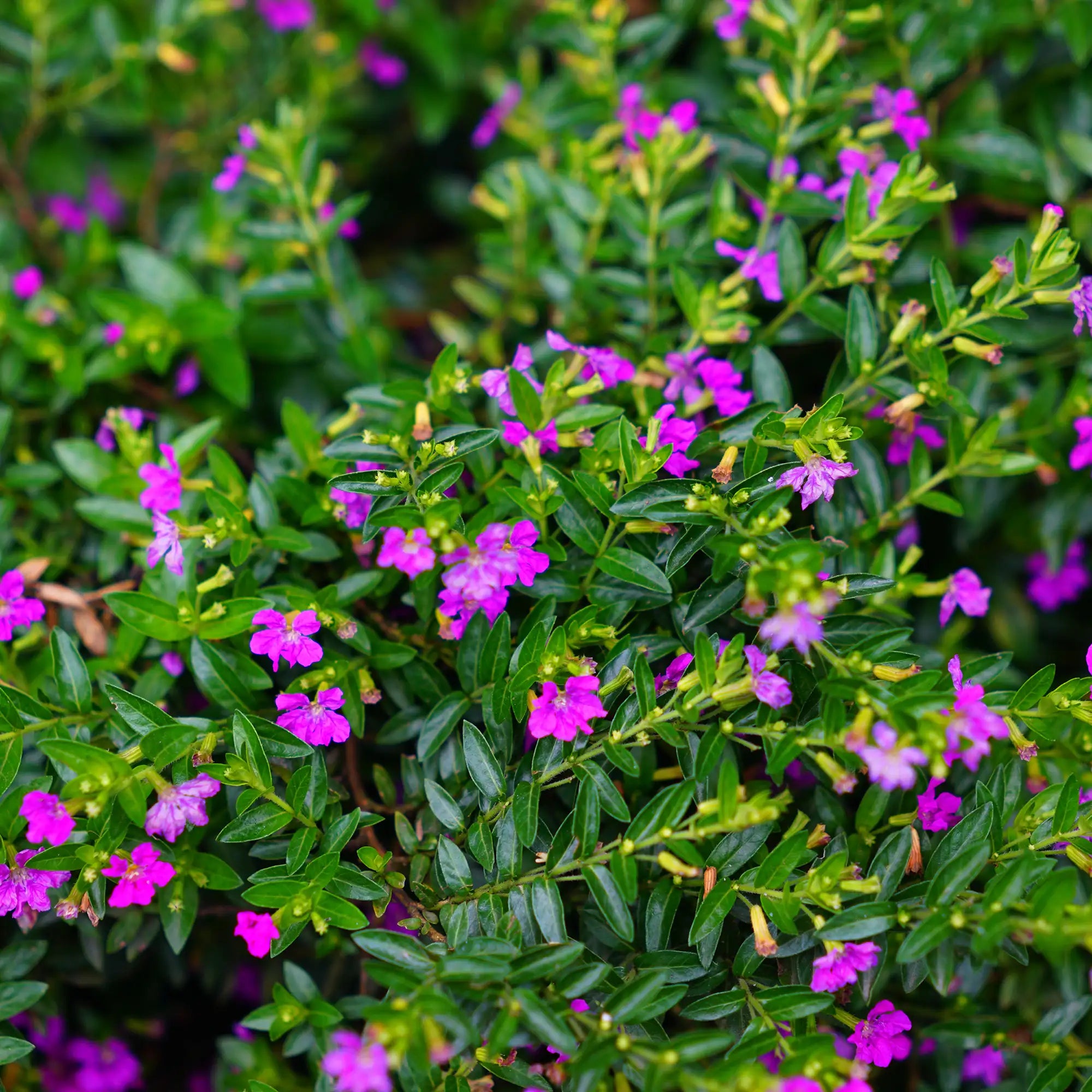 Cuphea 'Allyson Heather'