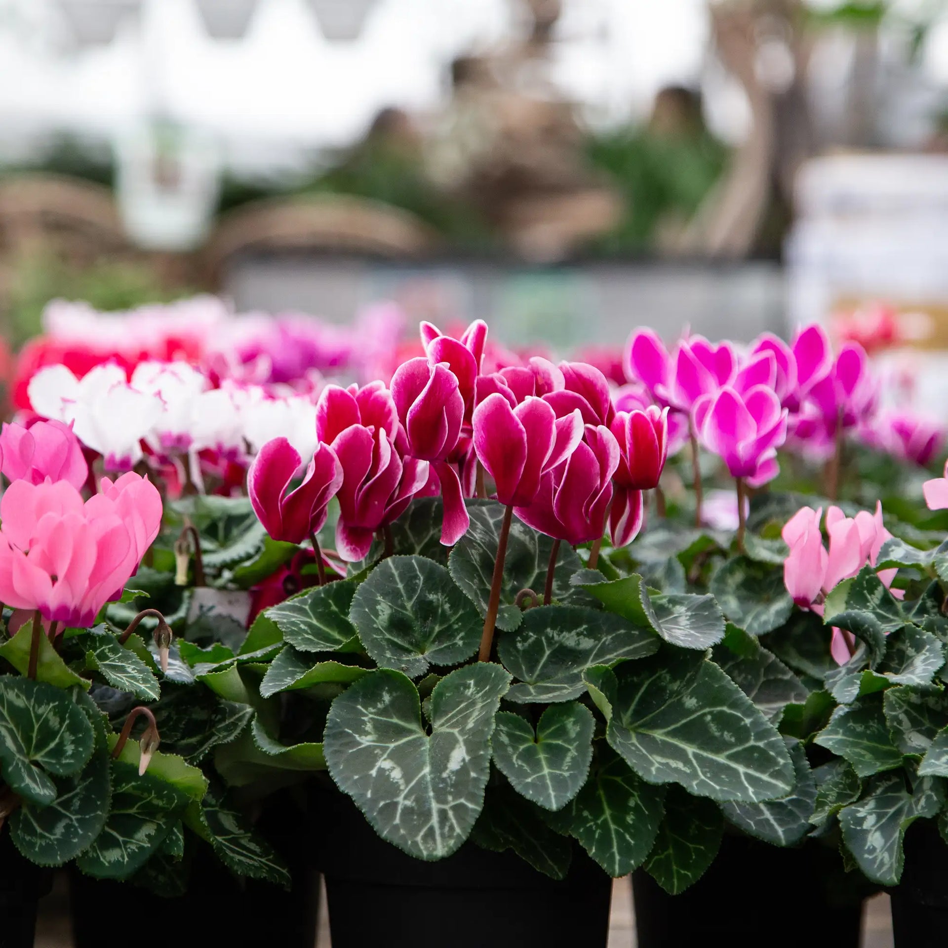 Cyclamen – Vandermeer Nursery Ltd