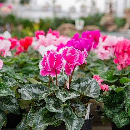 Cyclamen