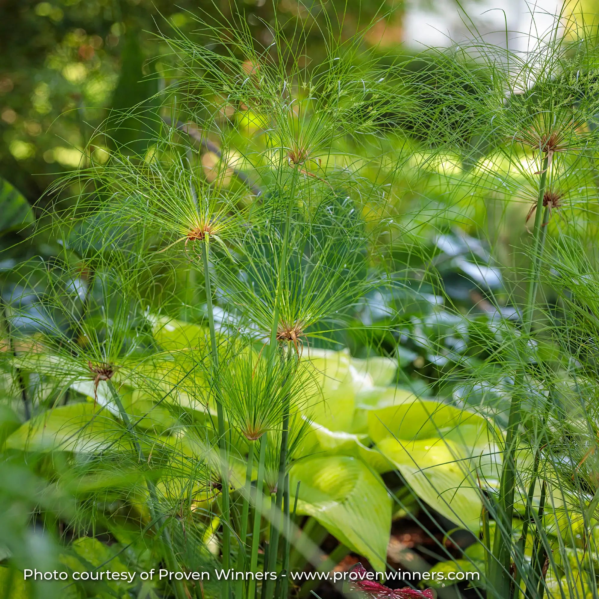 Cyperus 'Graceful Grasses® Prince Tut™'