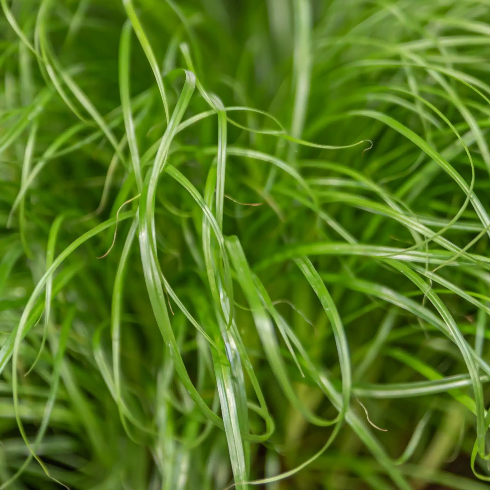 cyperus zumula saatgut Cyperus 'Zumula' – Vandermeer Nursery Ltd