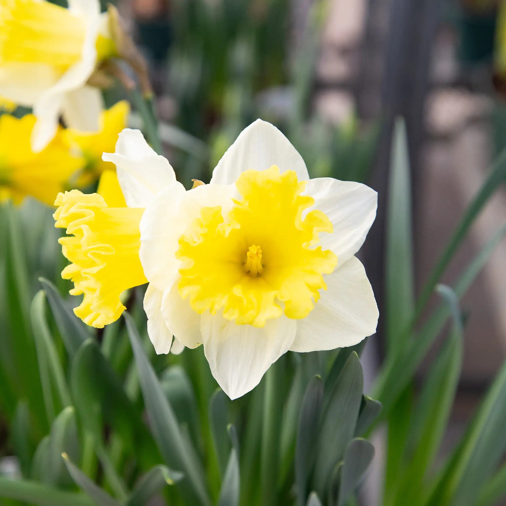 Daffodil
