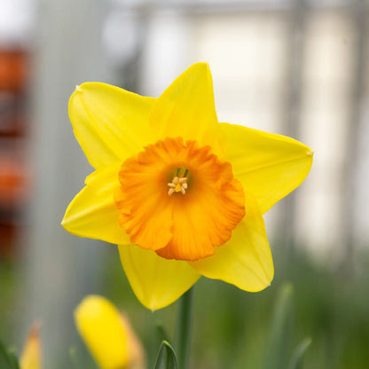 Daffodil