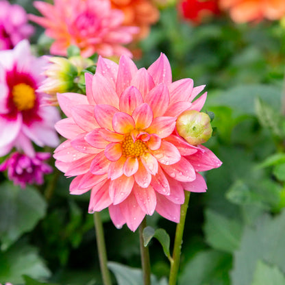 Dahlia