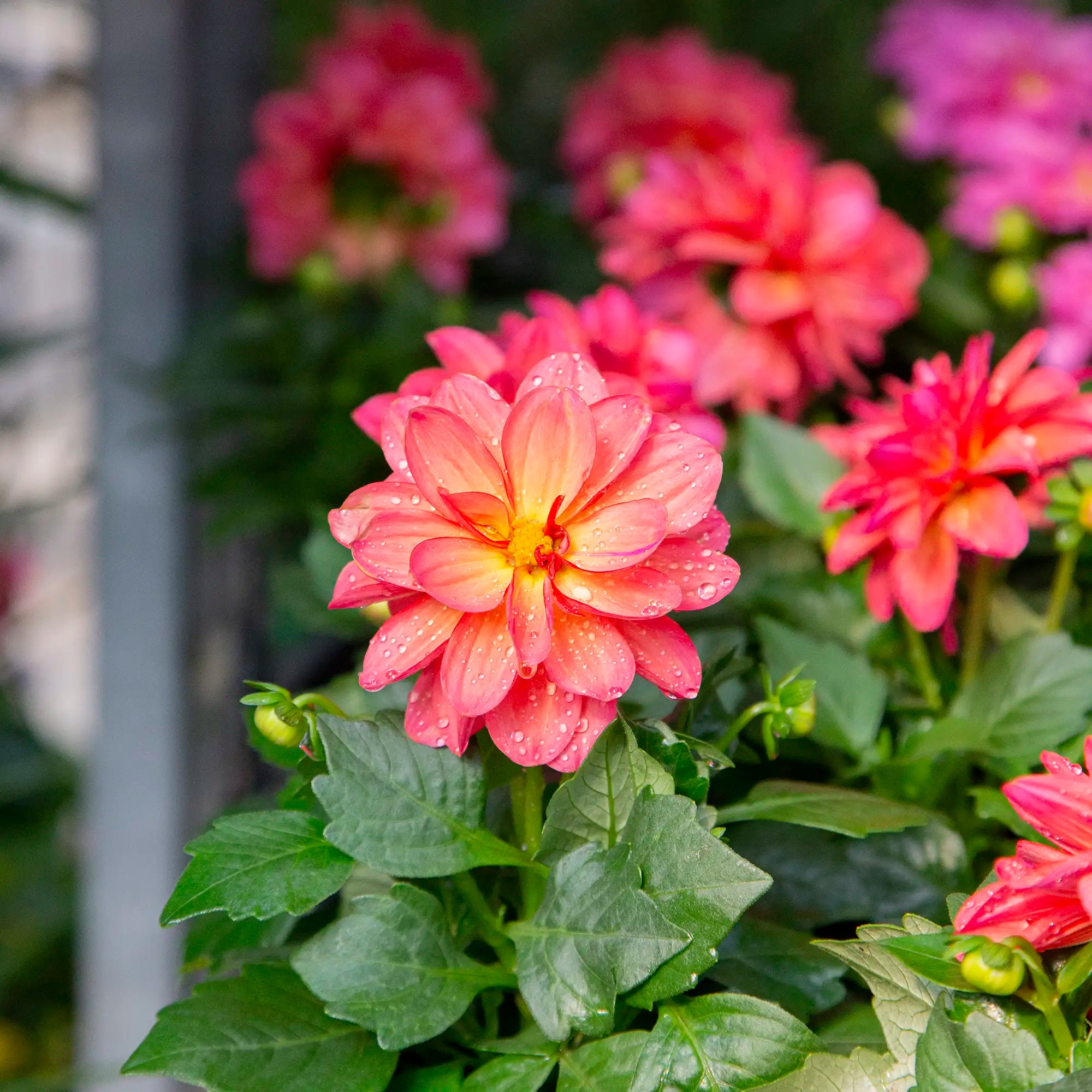 Dahlia