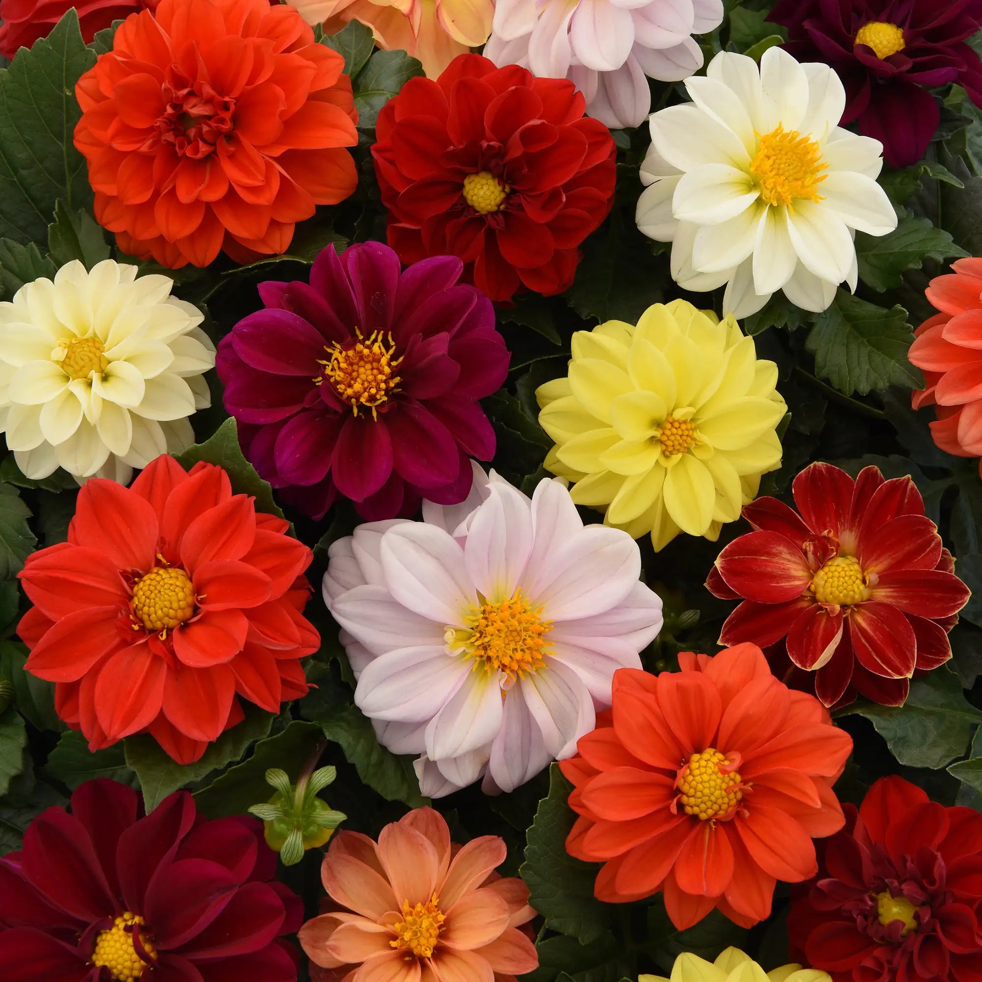 Dahlia 'Figaro™ Mix'