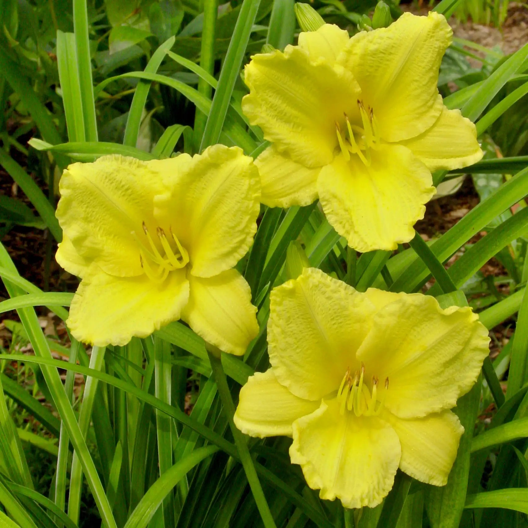 Light Yellow Daylily in a garden.
