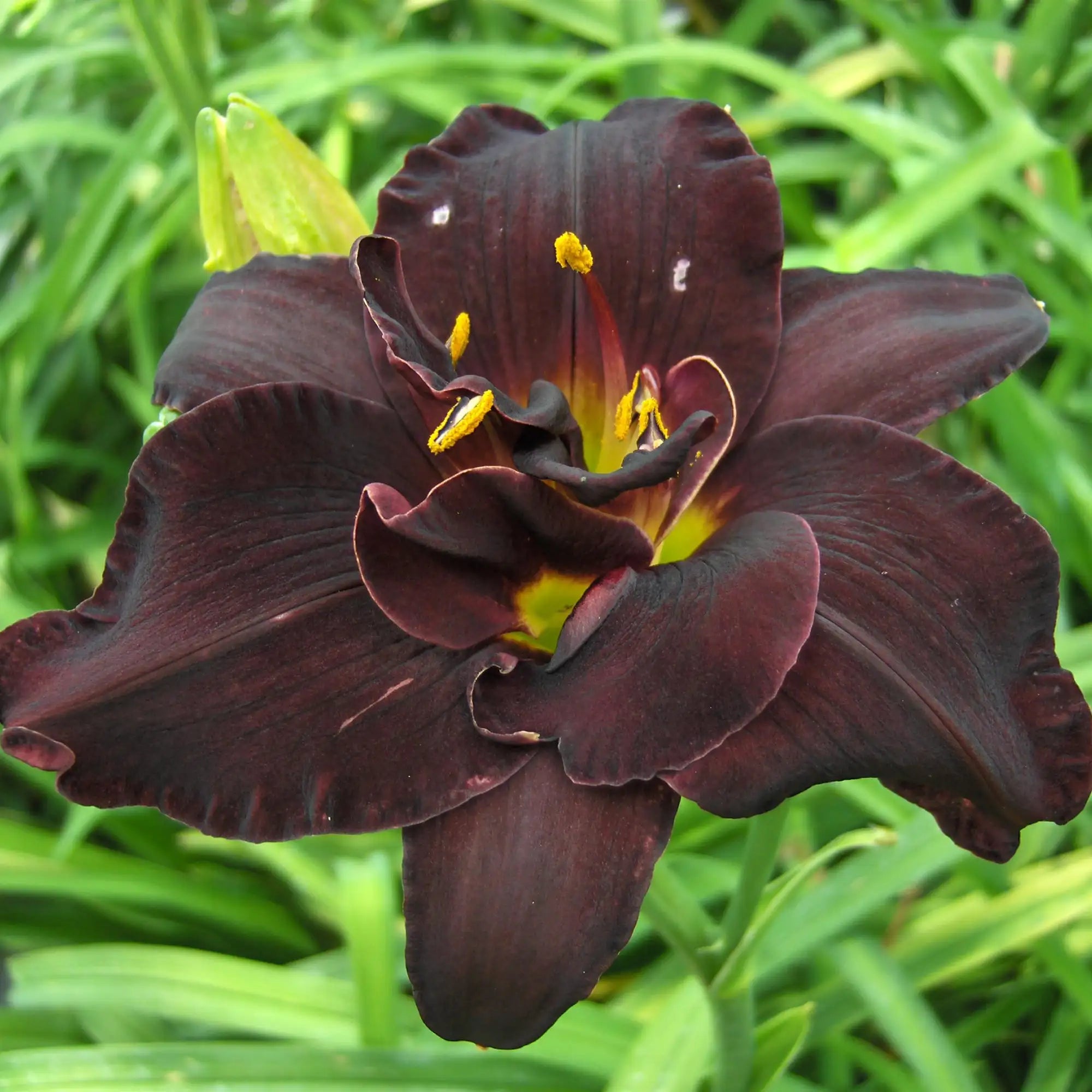 Daylily 'Bogeyman'