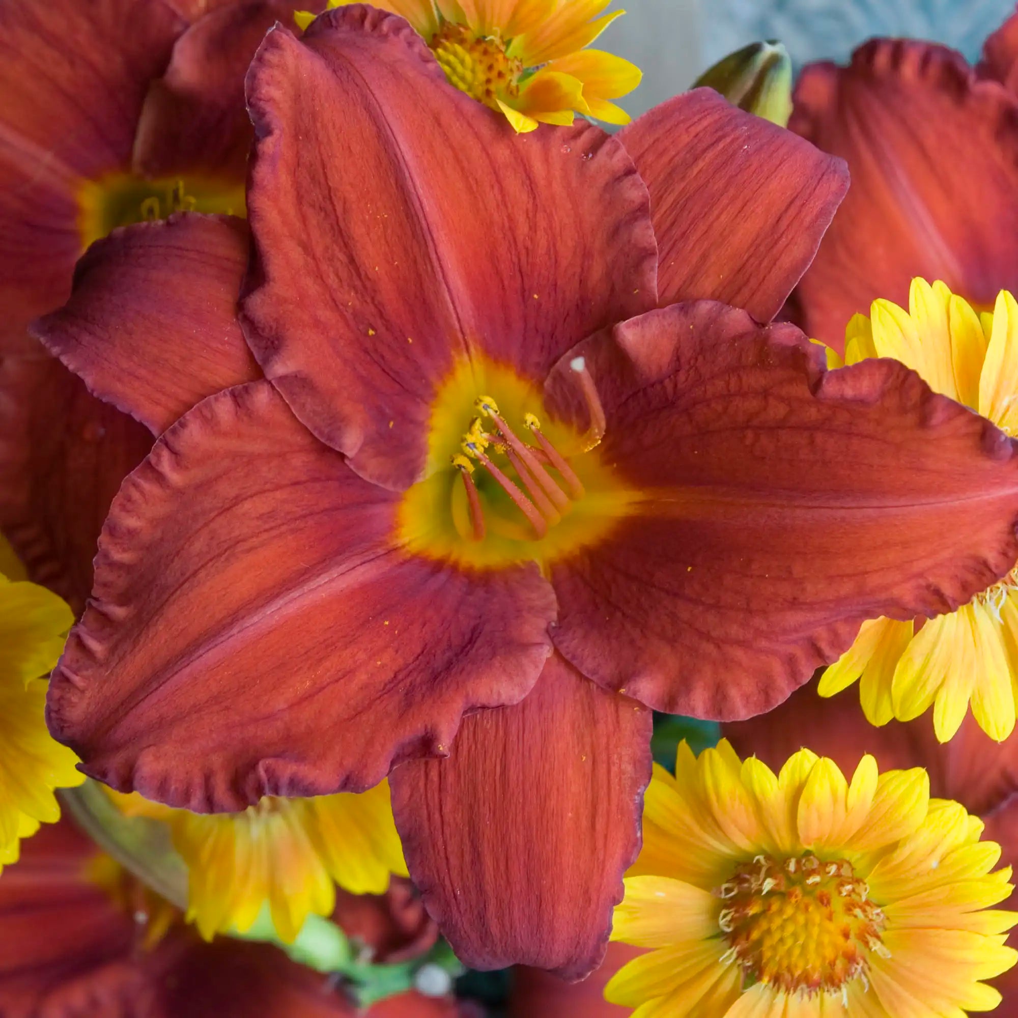 Daylily 'Chicago Apache'