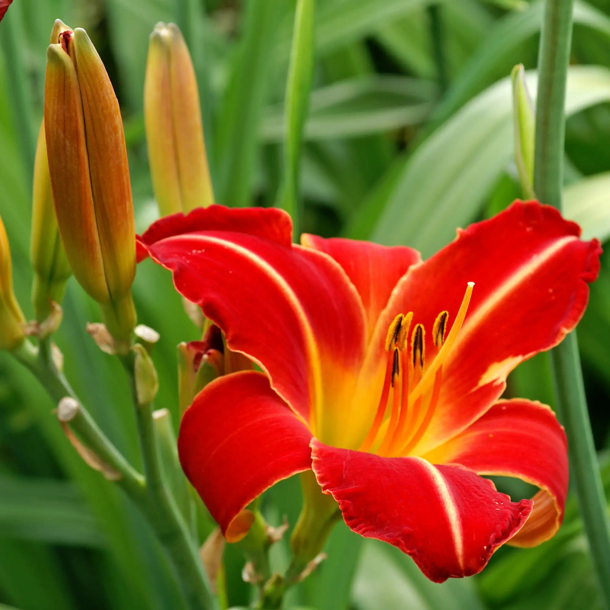 Close-up of Red Daylily with Yellow center 