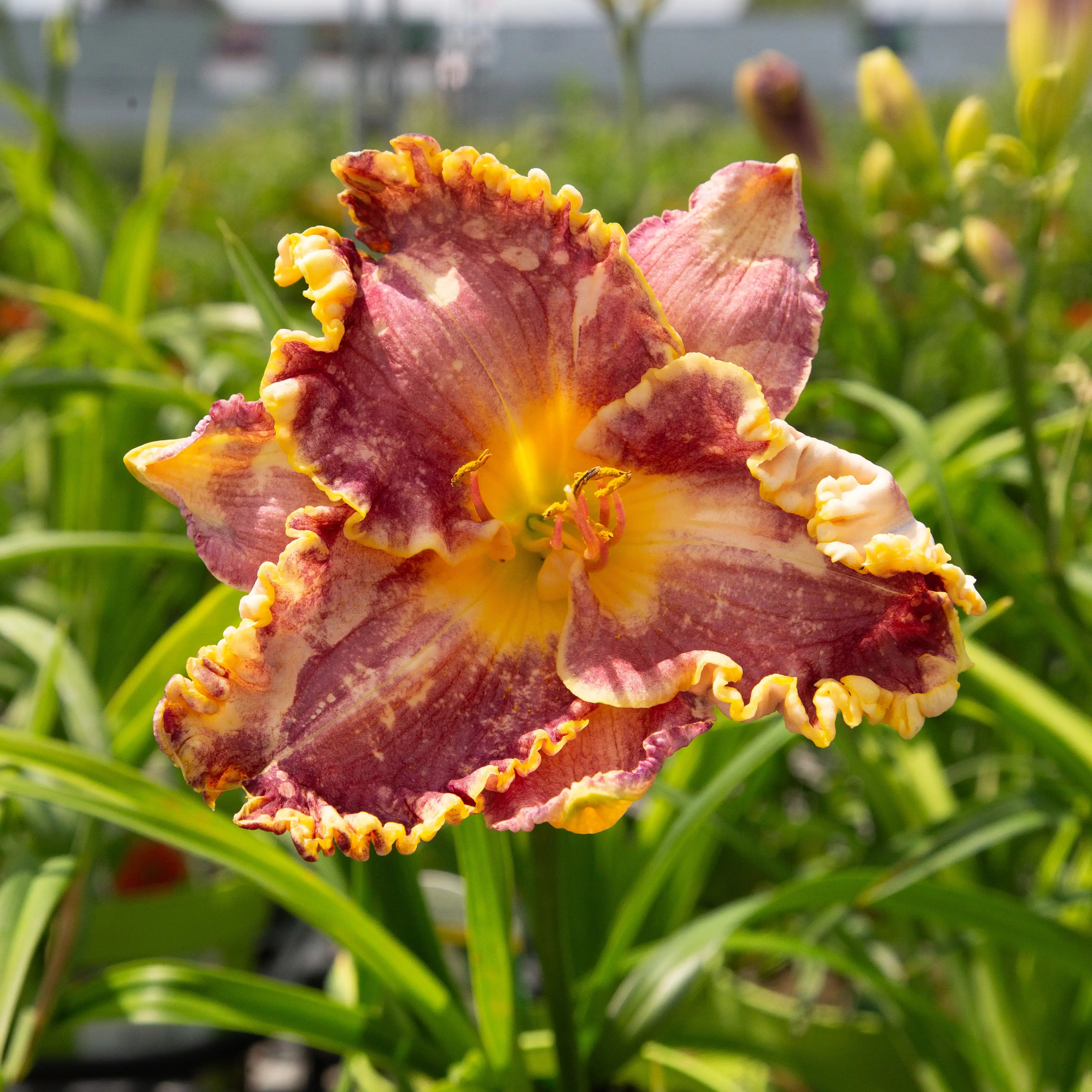 Daylily 'Diva's Choice'