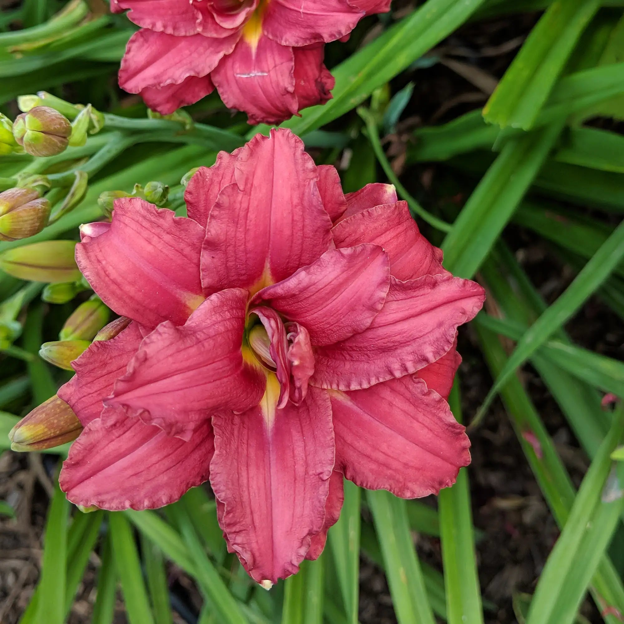 Daylily 'Double Pardon Me'