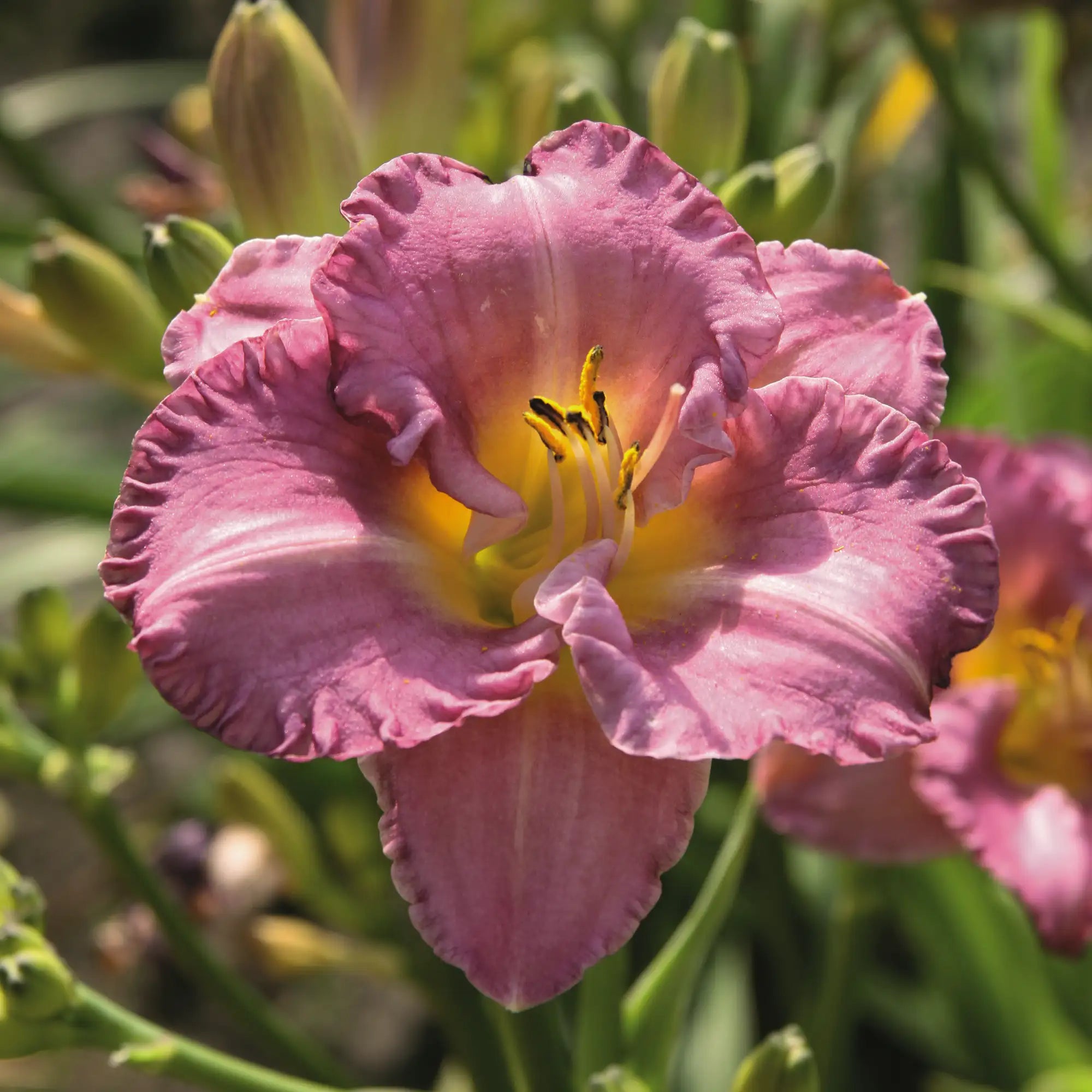 Daylily 'Entrapment'
