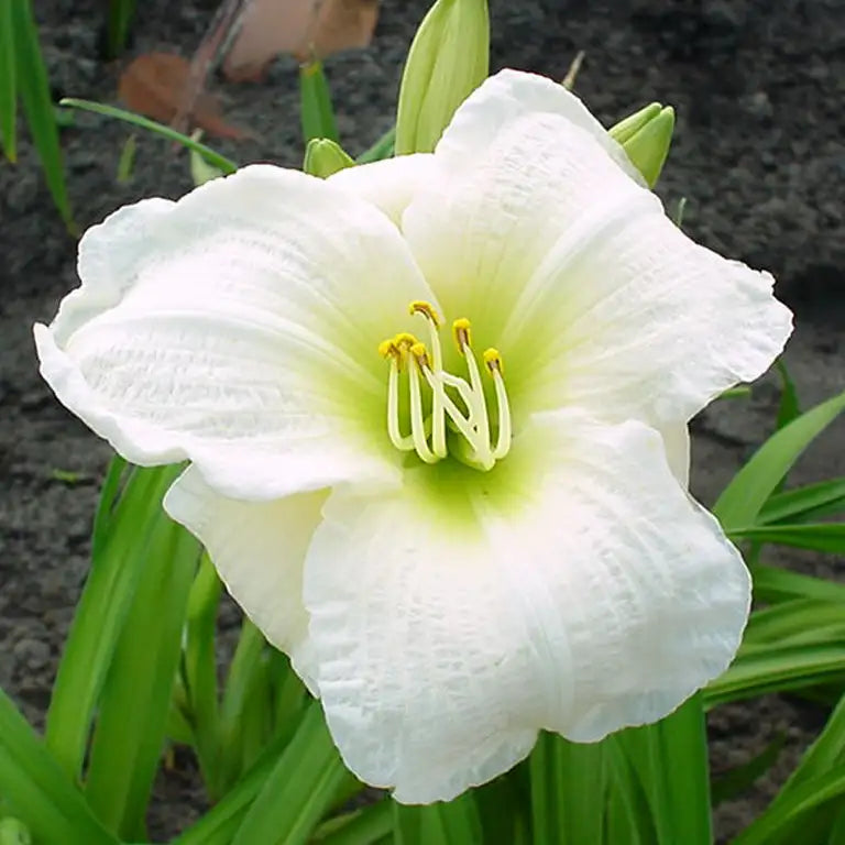 Close-up of White Daylily in a garden. 