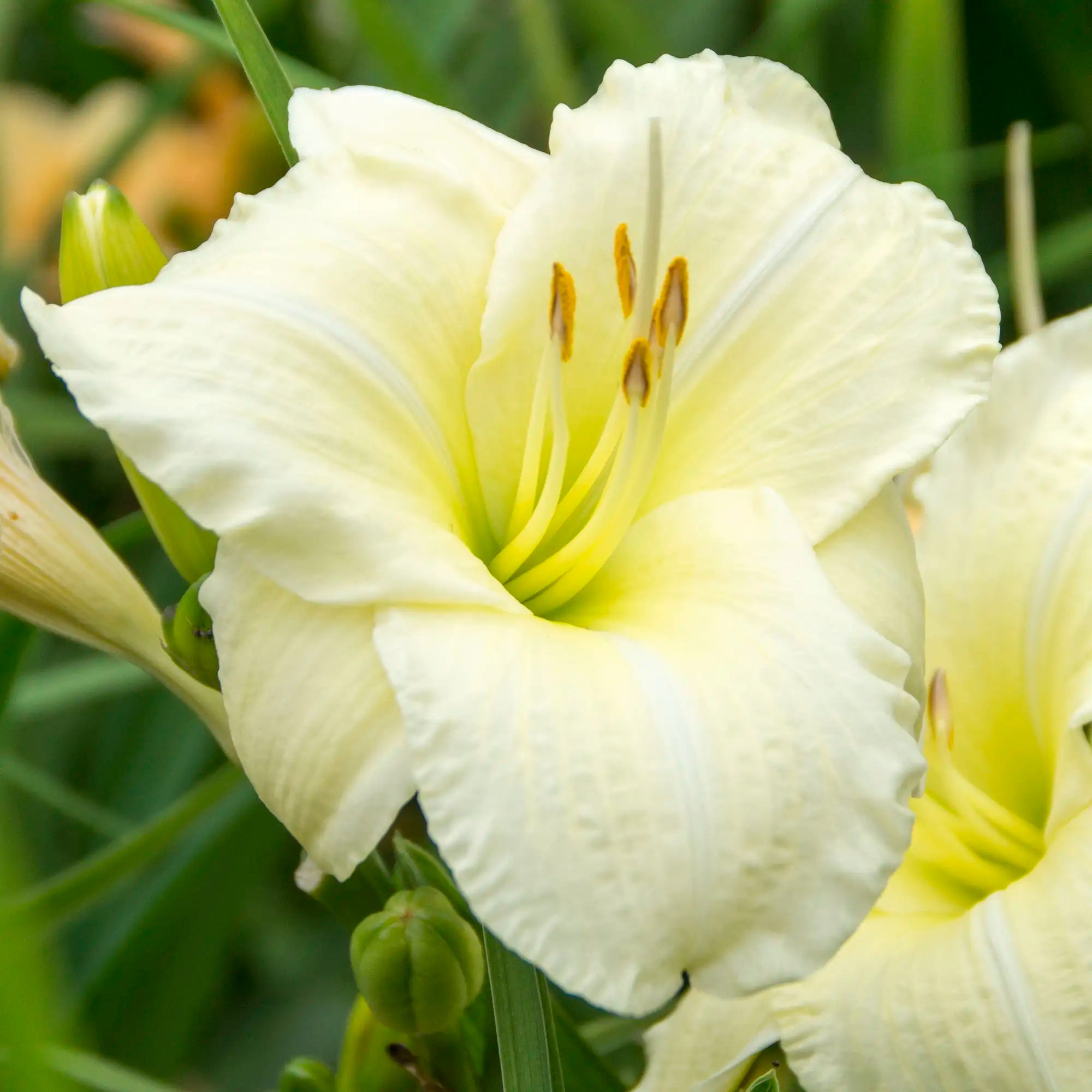 Close-up of Light Yellow Daylily