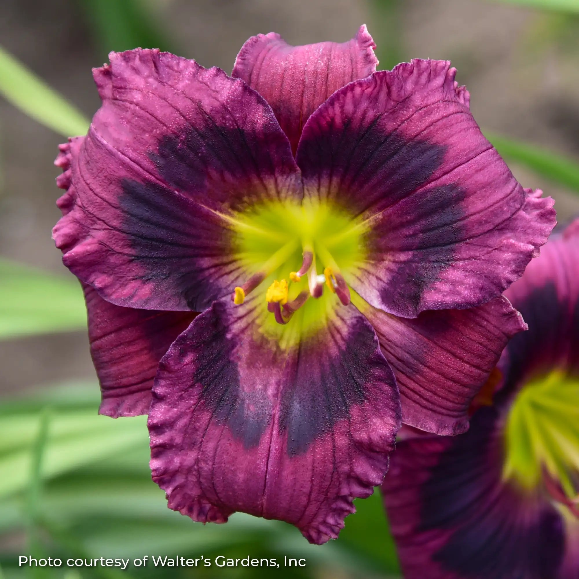 Close-up of dark purple Daylily with yellow center.