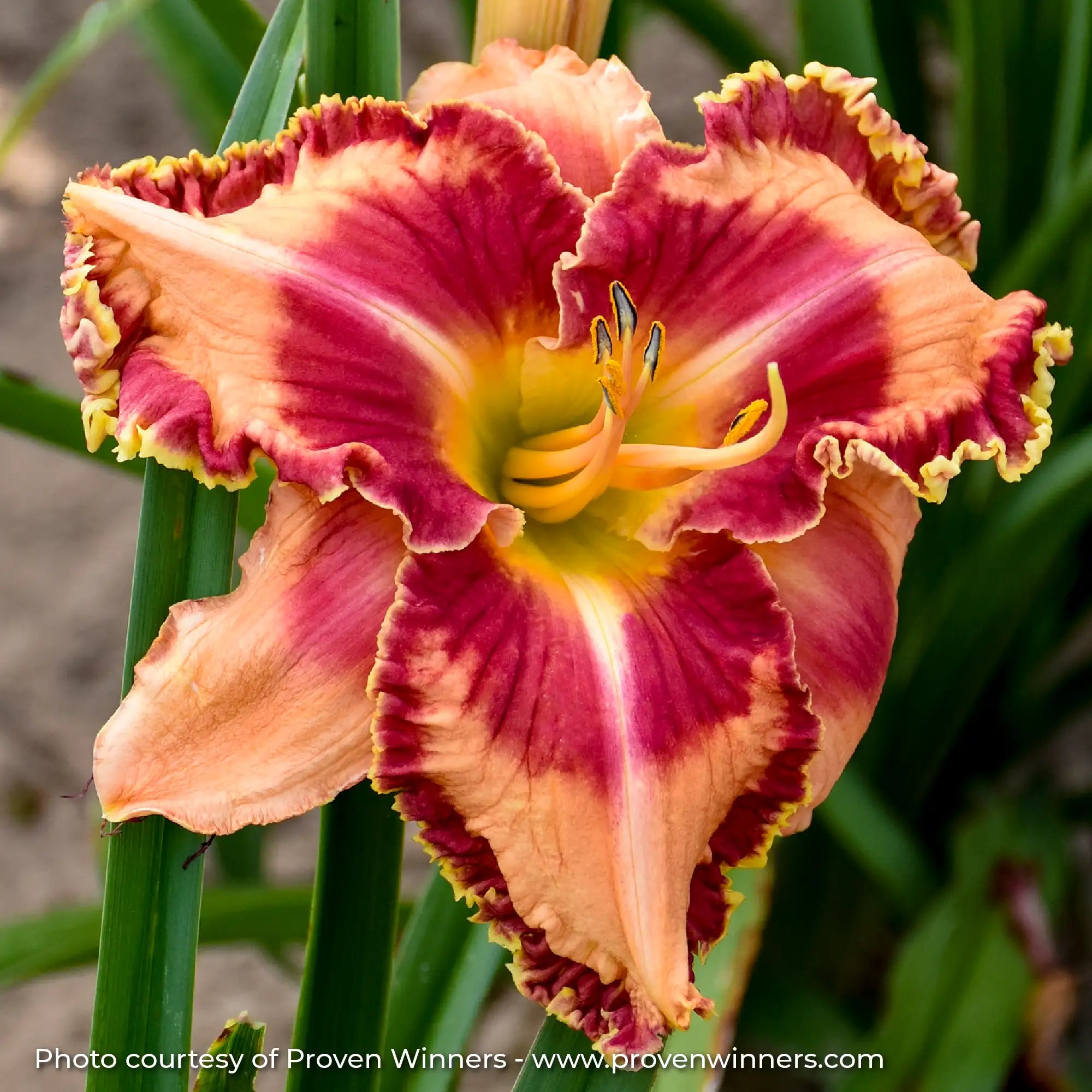 Close-up of Light Orange and Dark Pink Daylily