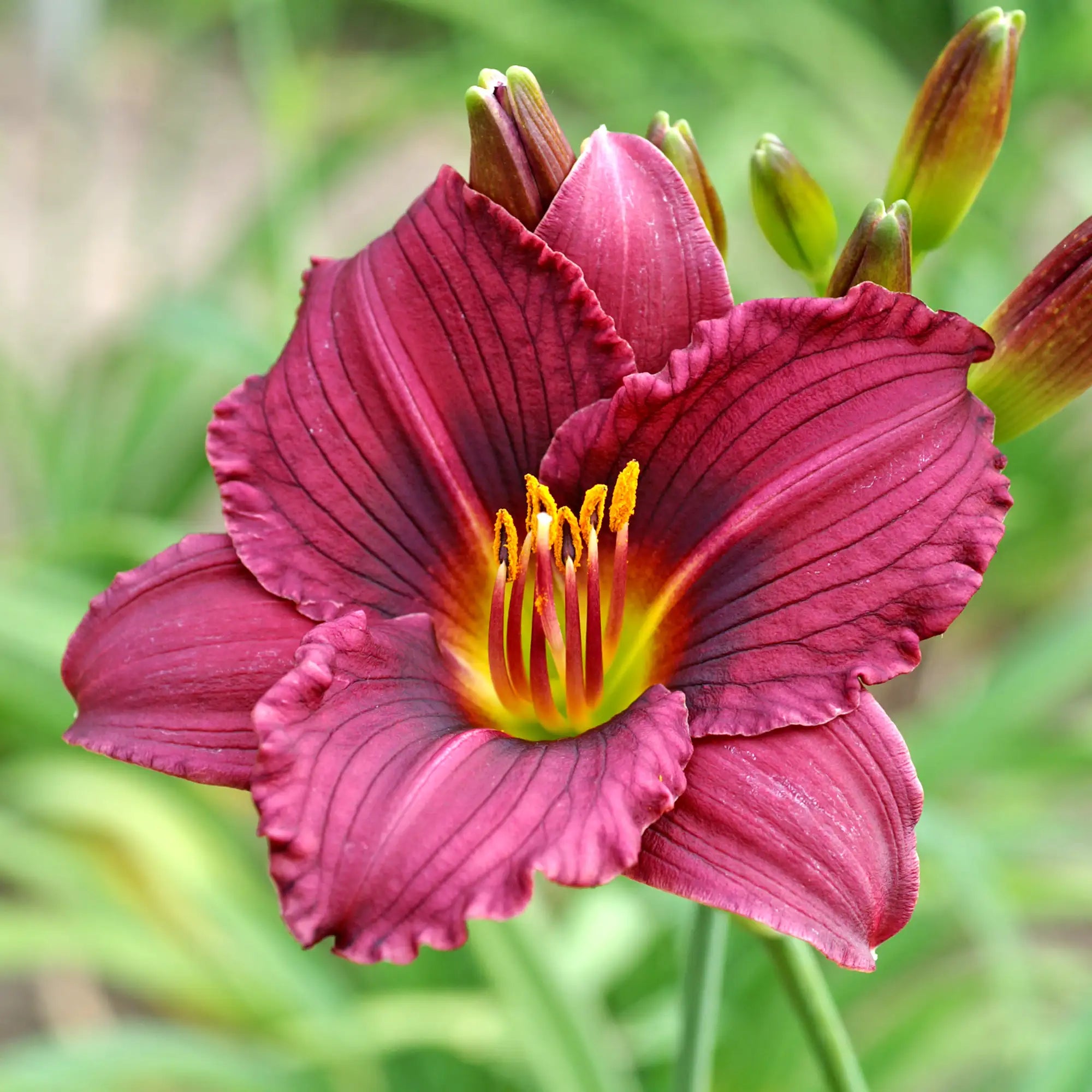 Close-up of Dark Red Daylily 