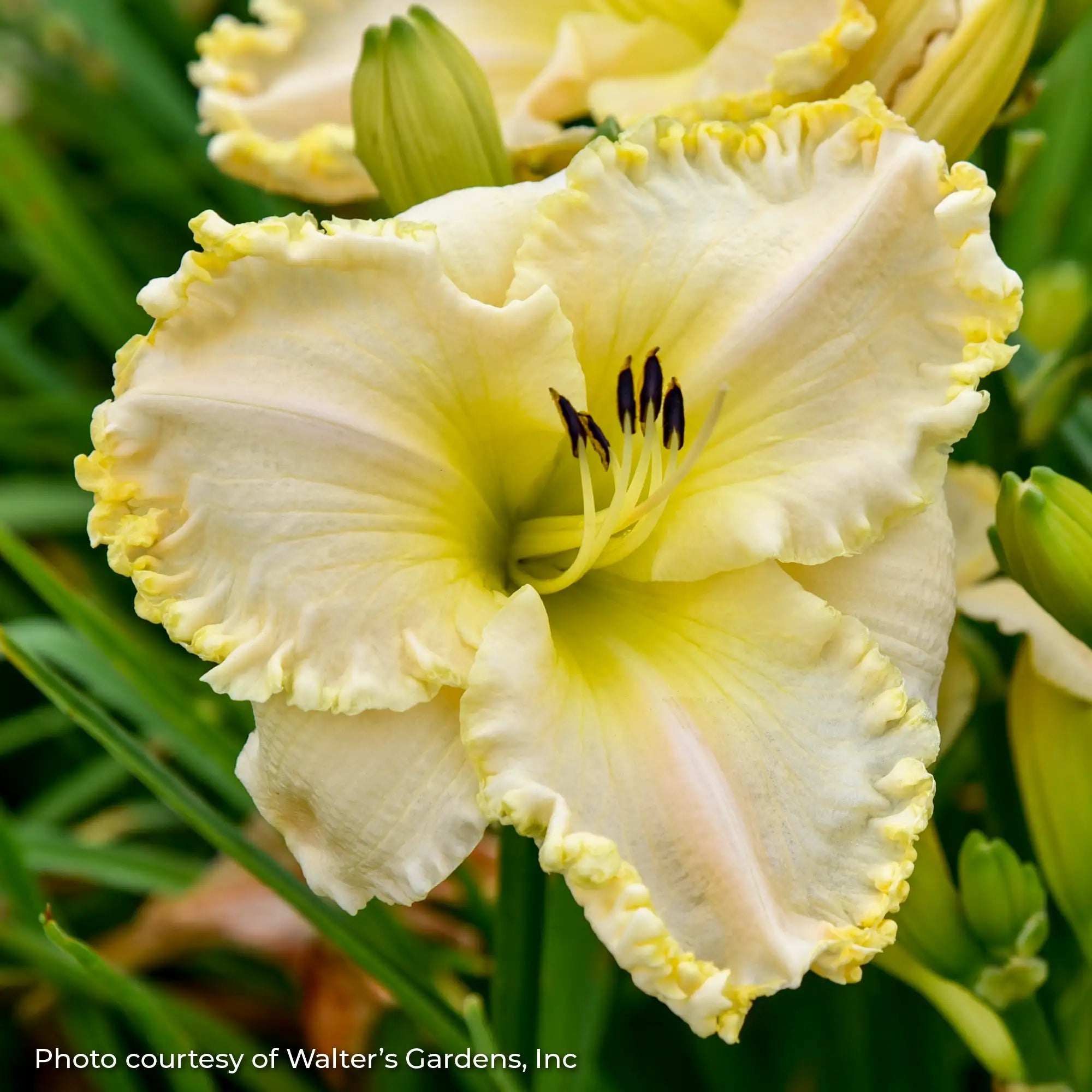 Close-up of light yellow Daylily